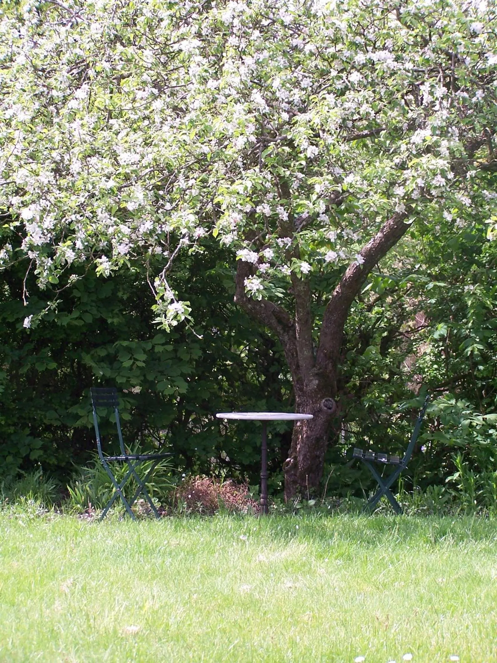 Garden in Møllehusets Bed & Breakfast