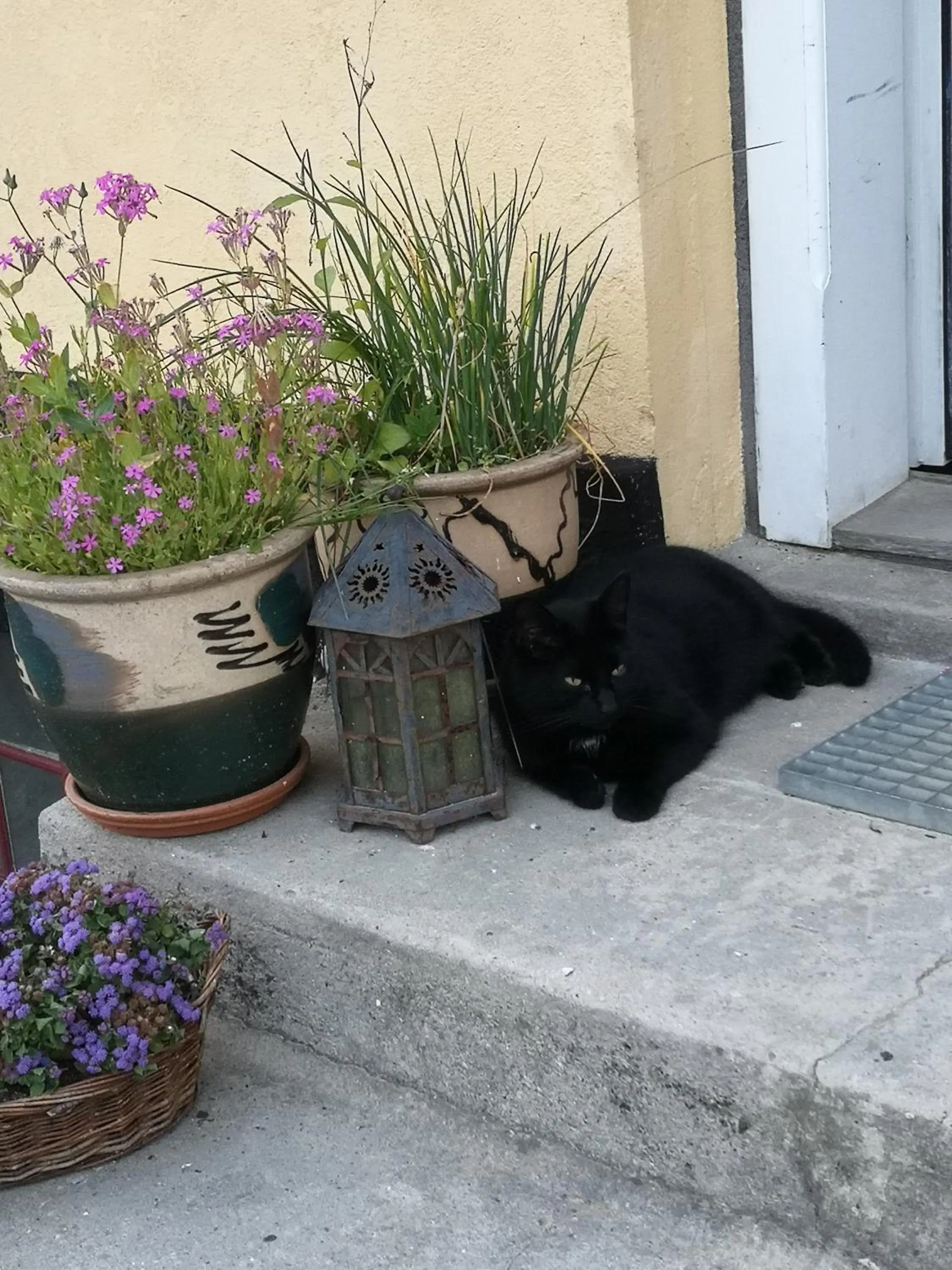 Pets in Møllehusets Bed & Breakfast