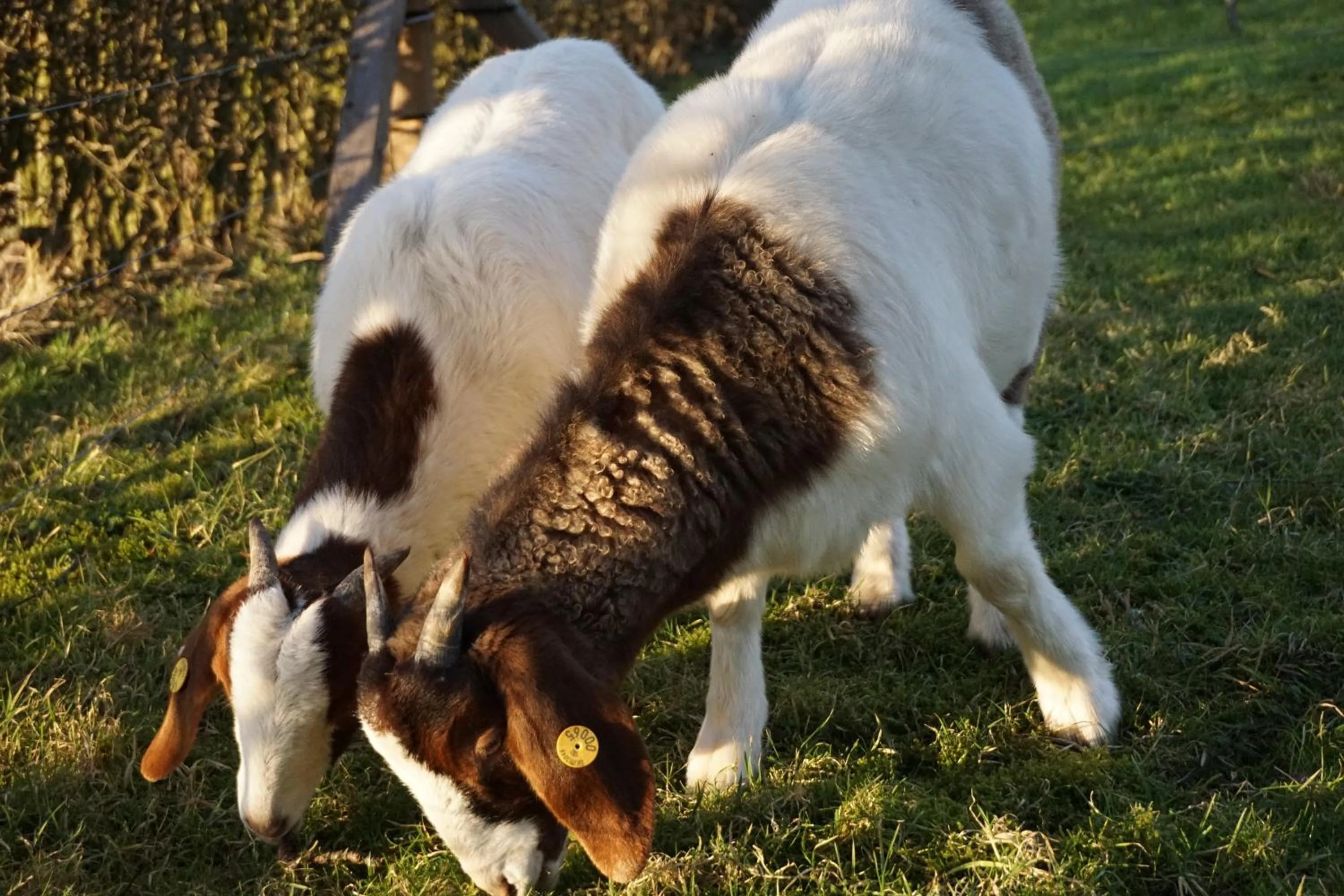 Animals in Møllehusets Bed & Breakfast