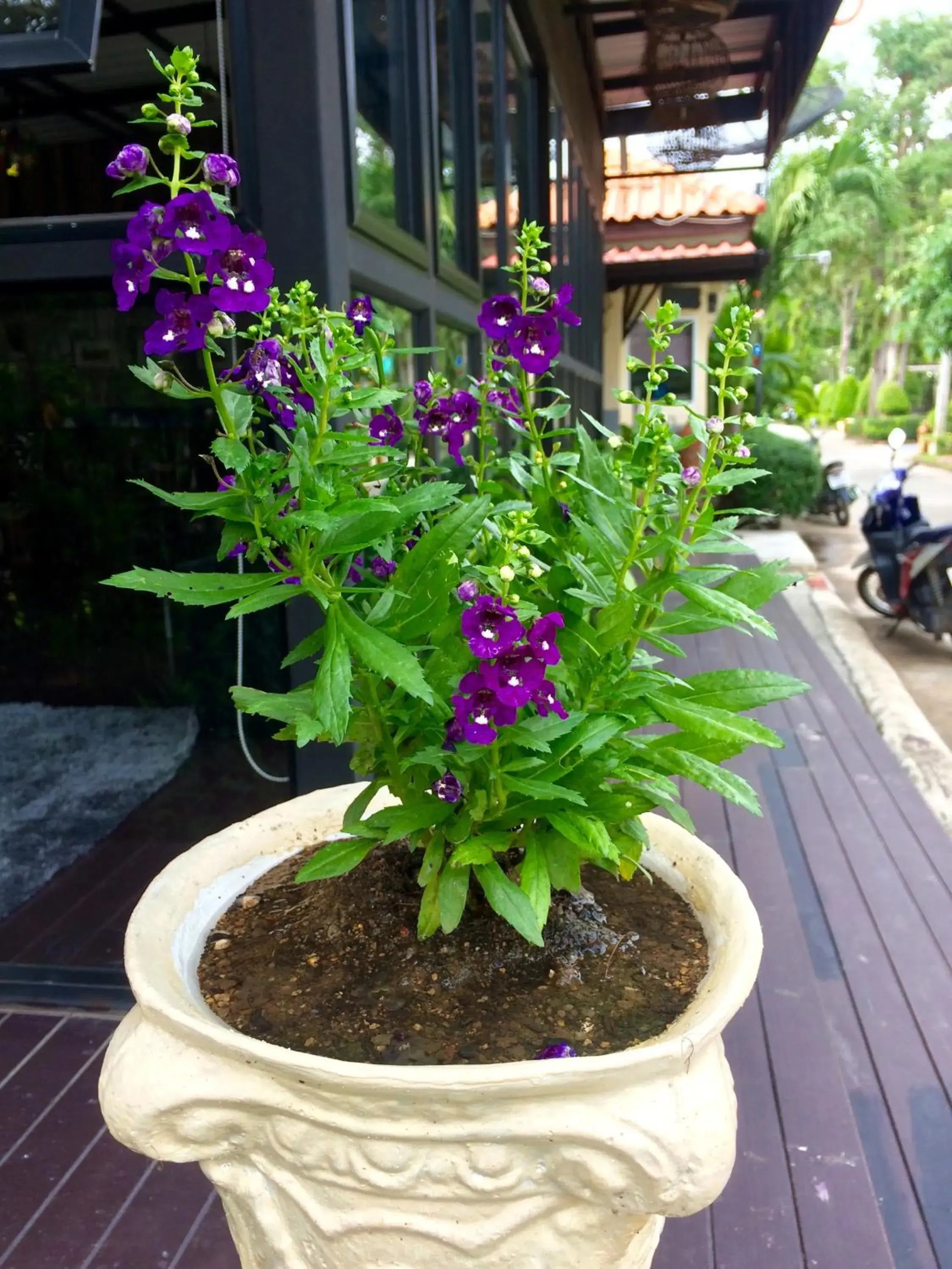 Garden view in At Lamai Resort Garden view in At Lamai Resort