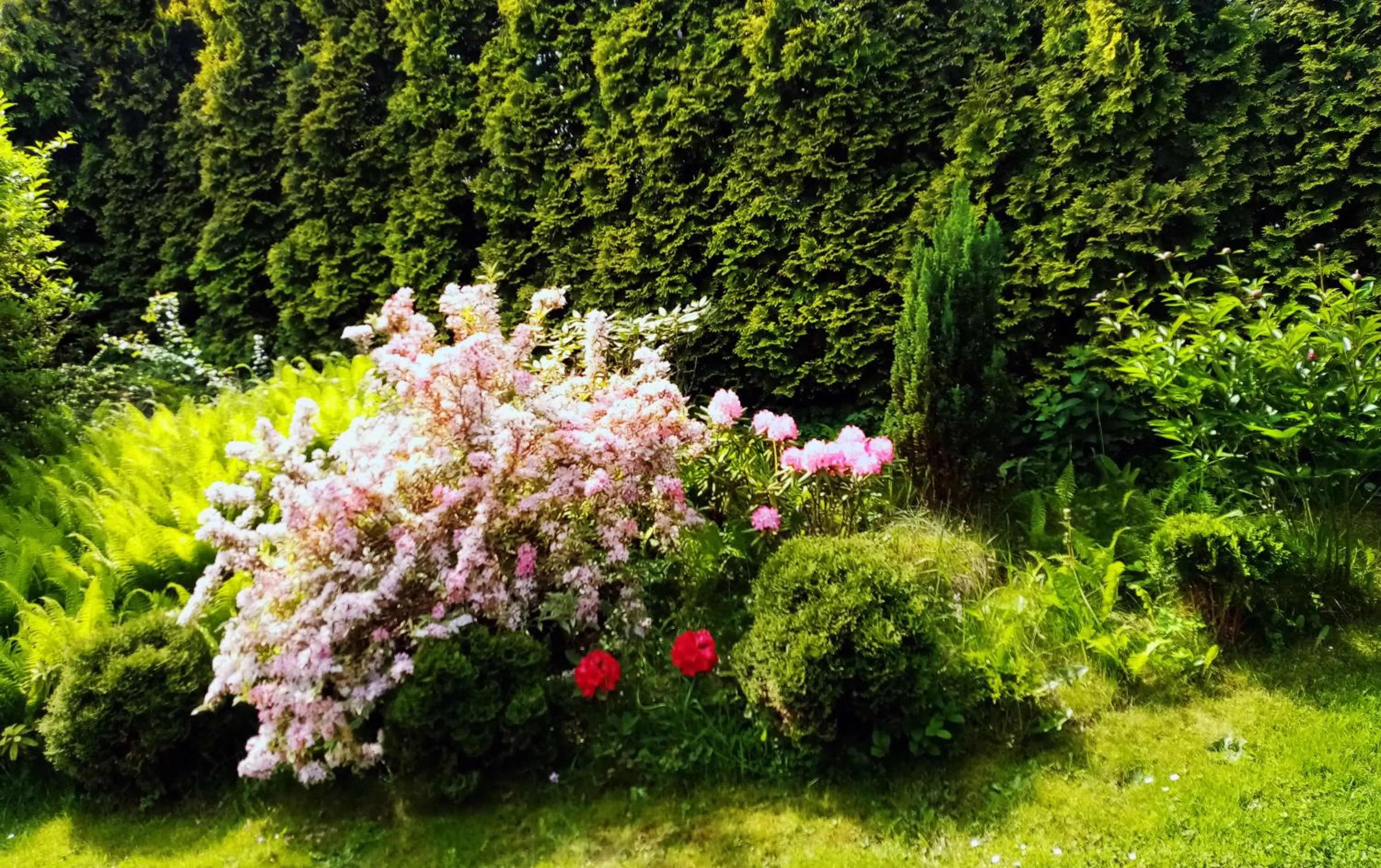 Garden in Hotel Garni