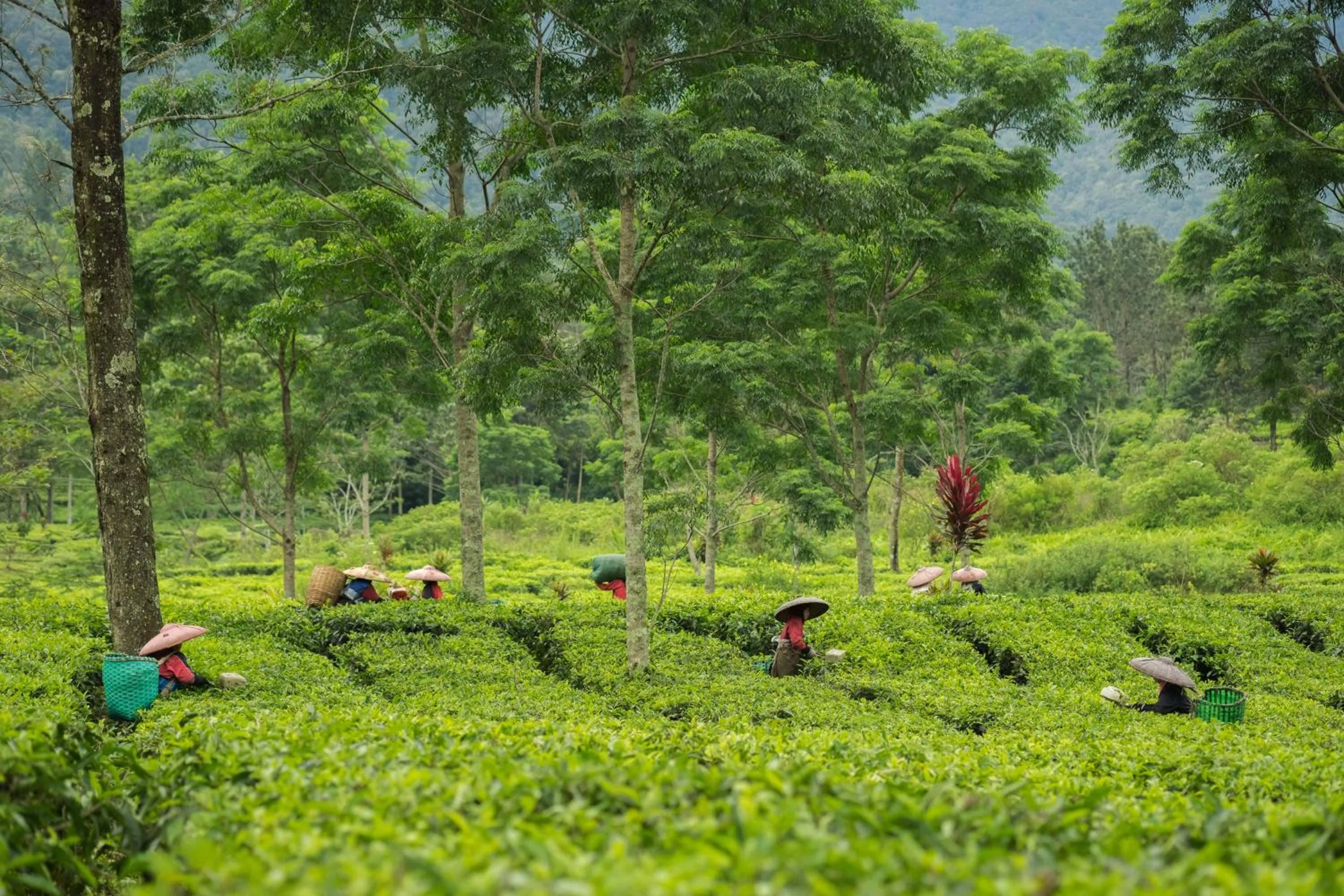 Other in Novus Giri Resort & Spa