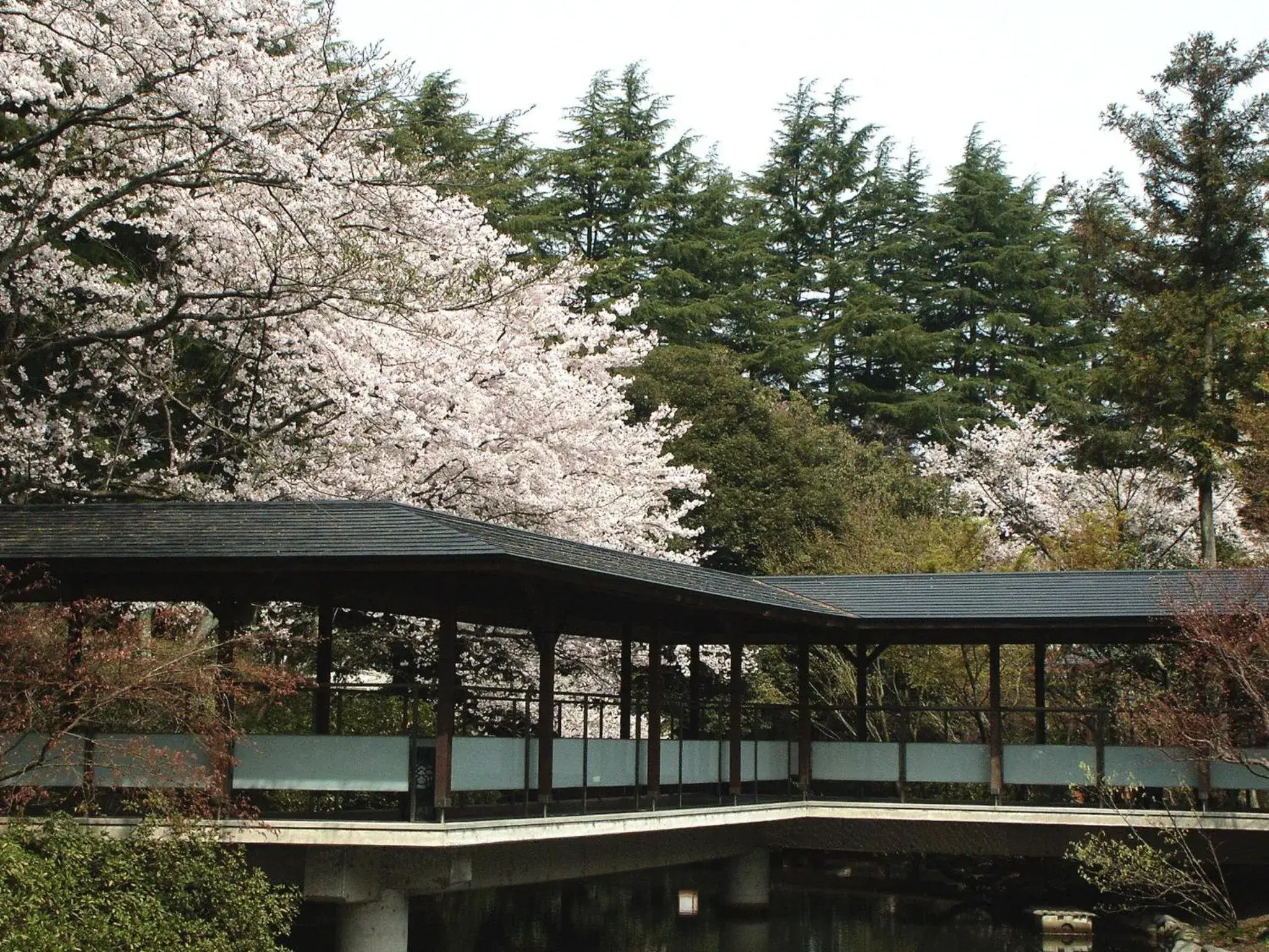 Matsusaki Matsusaki