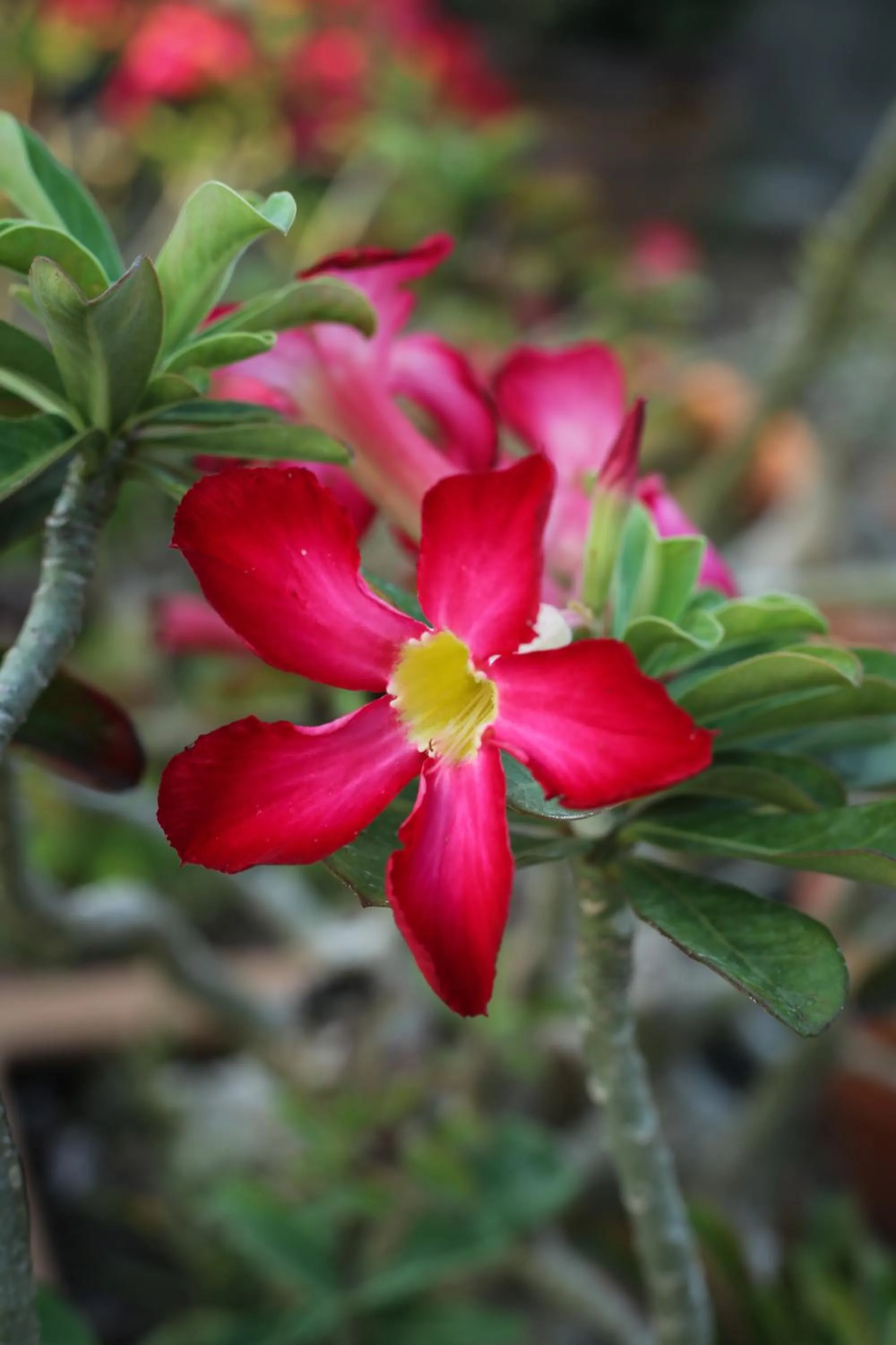 On site in Lamai Coconut Beach Resort