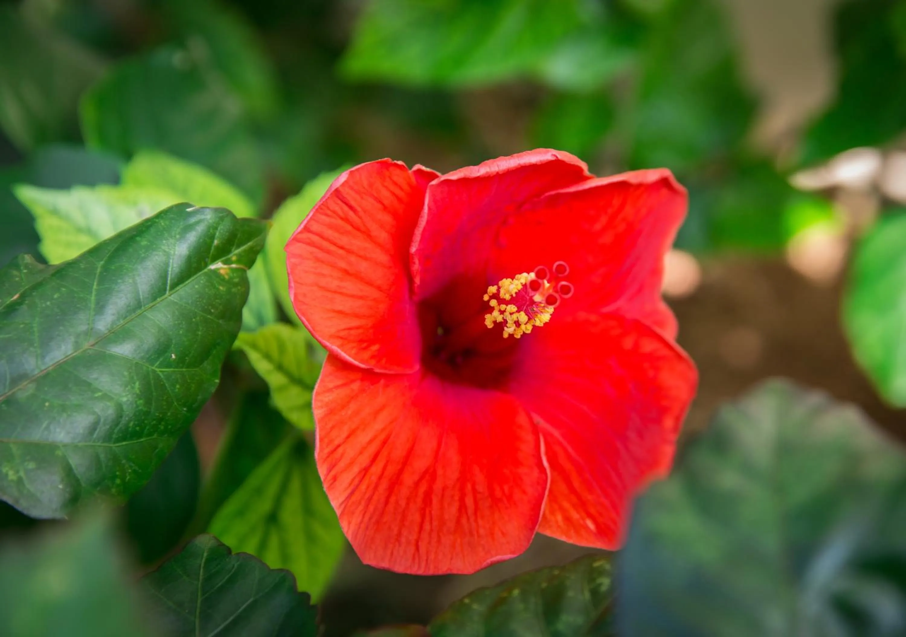 On site in Lamai Coconut Beach Resort