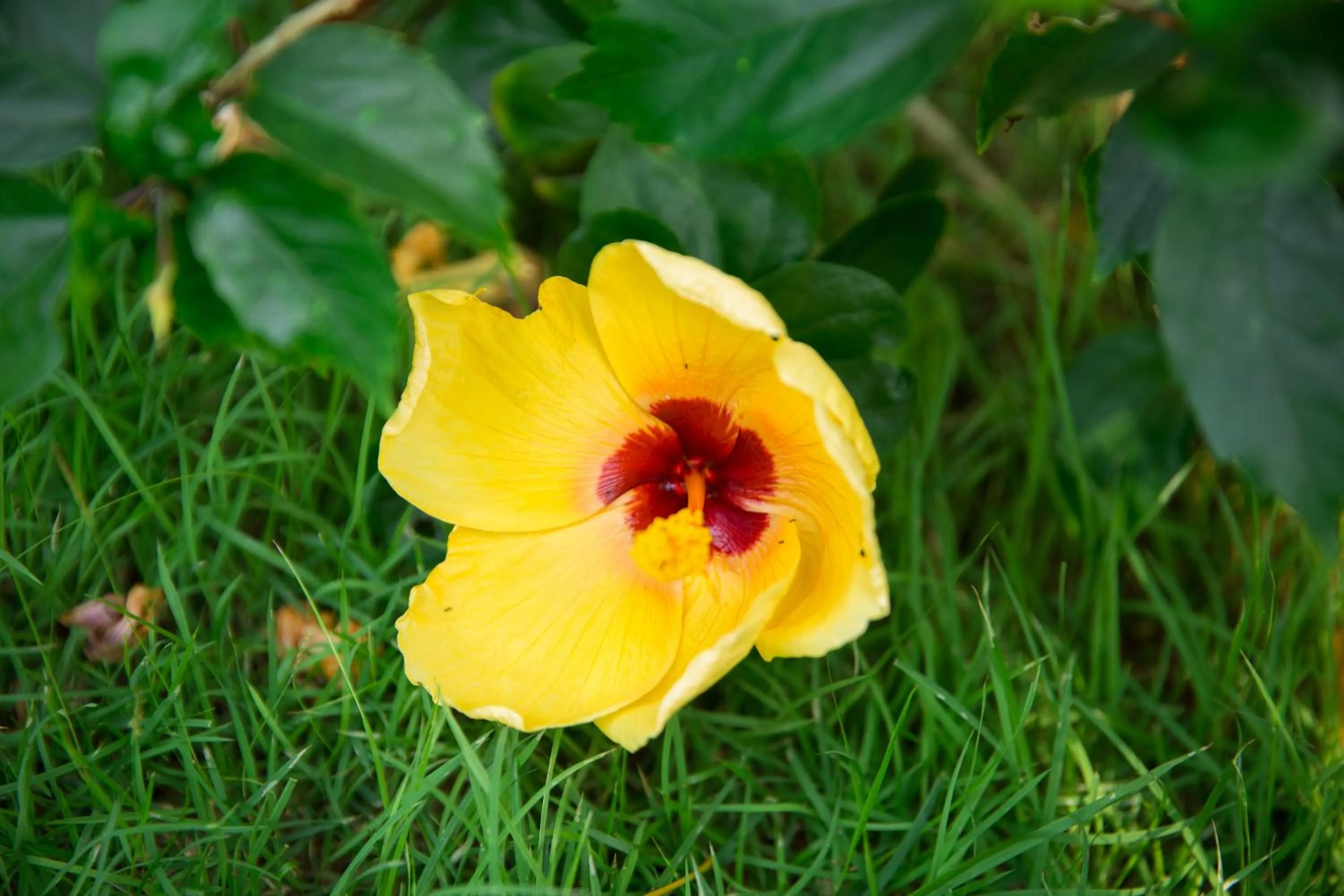 Natural landscape in Lamai Coconut Beach Resort
