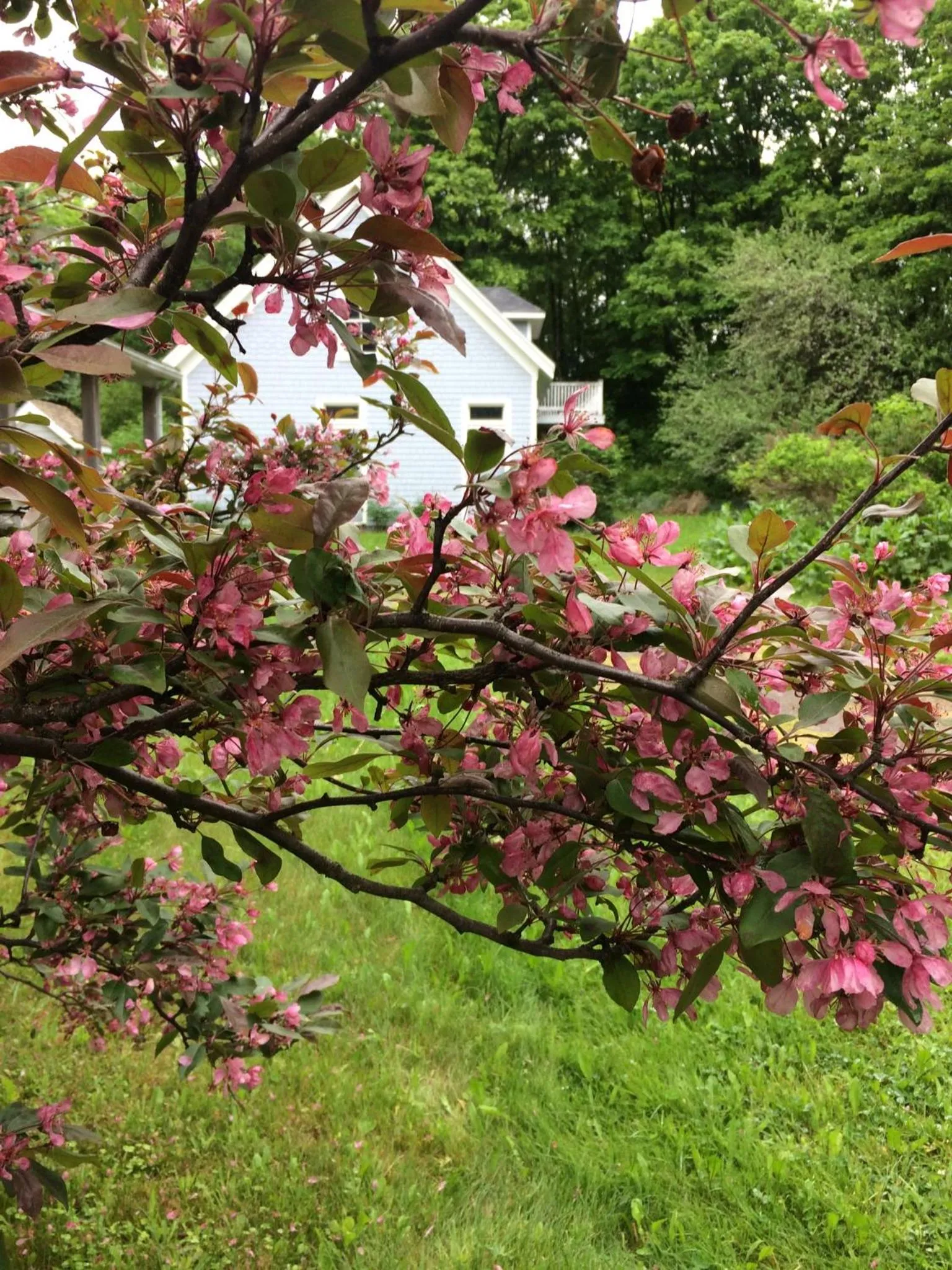 Garden in The Library Inn