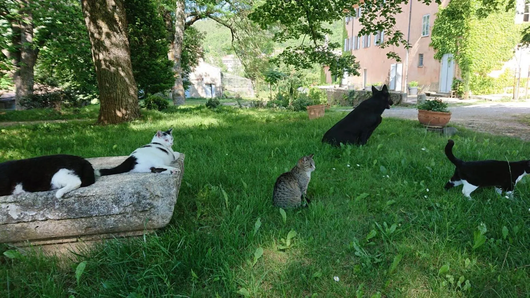 Pets in Château de la Cazette