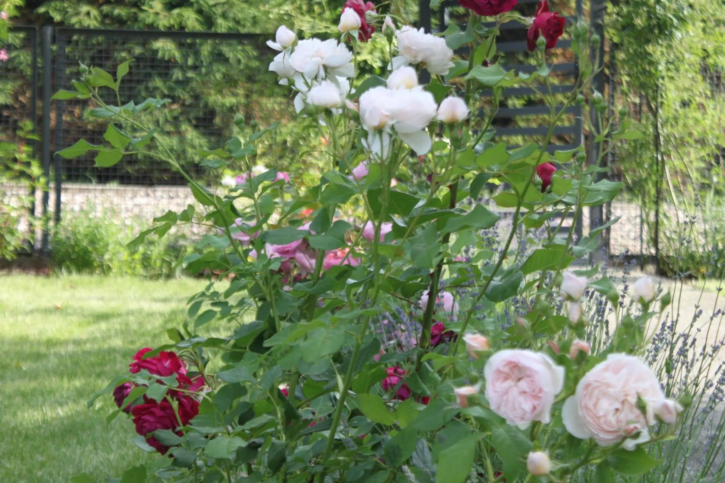 Garden in Apartament Malwina