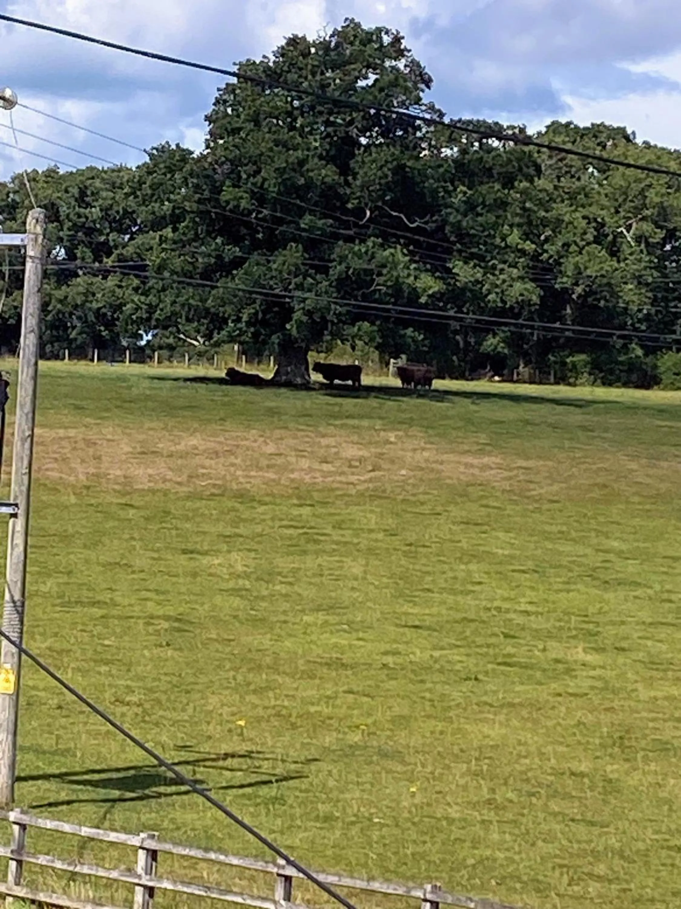 View (from property/room) in Flambards Hotel