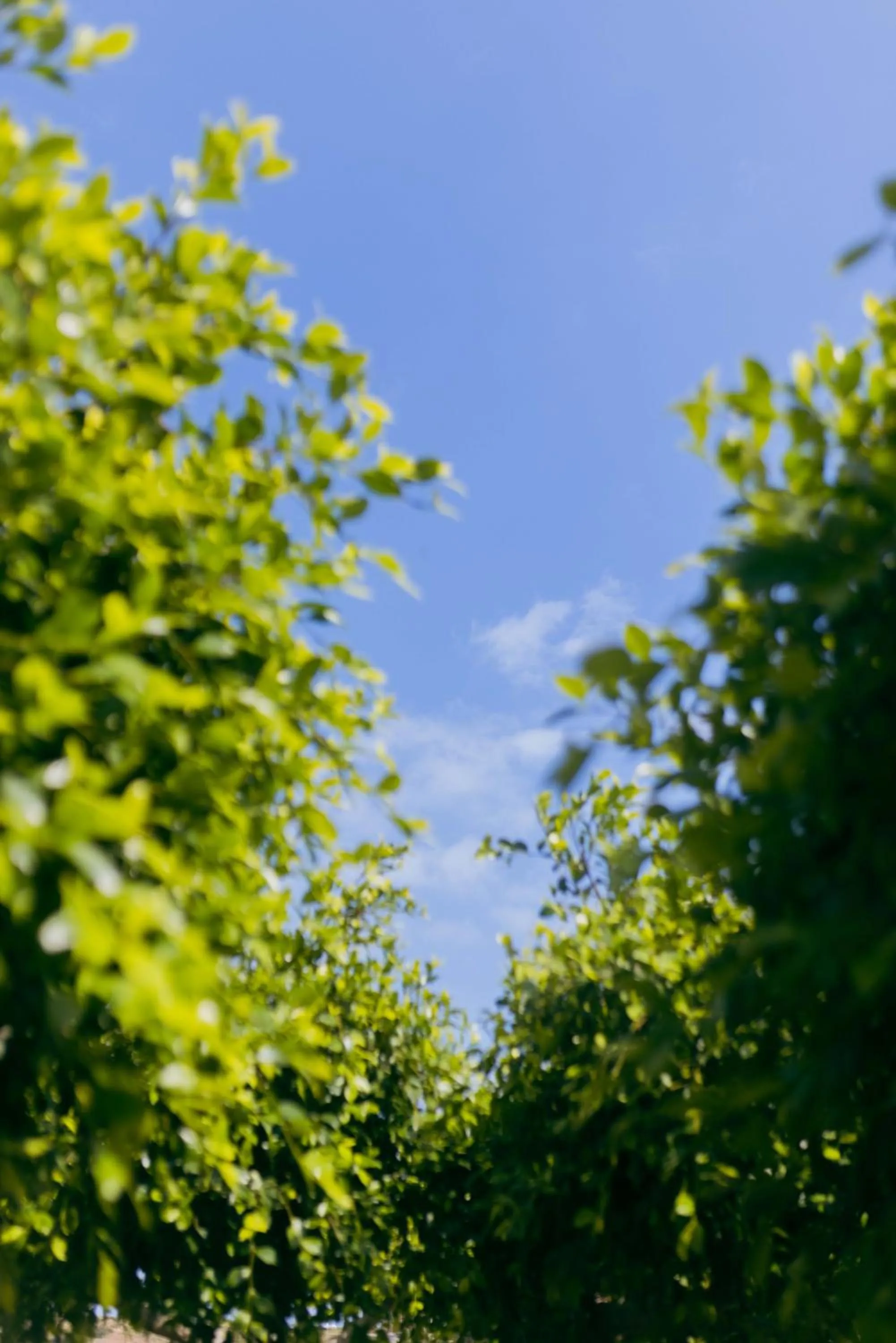 Natural landscape in Peninsula Resort & Spa