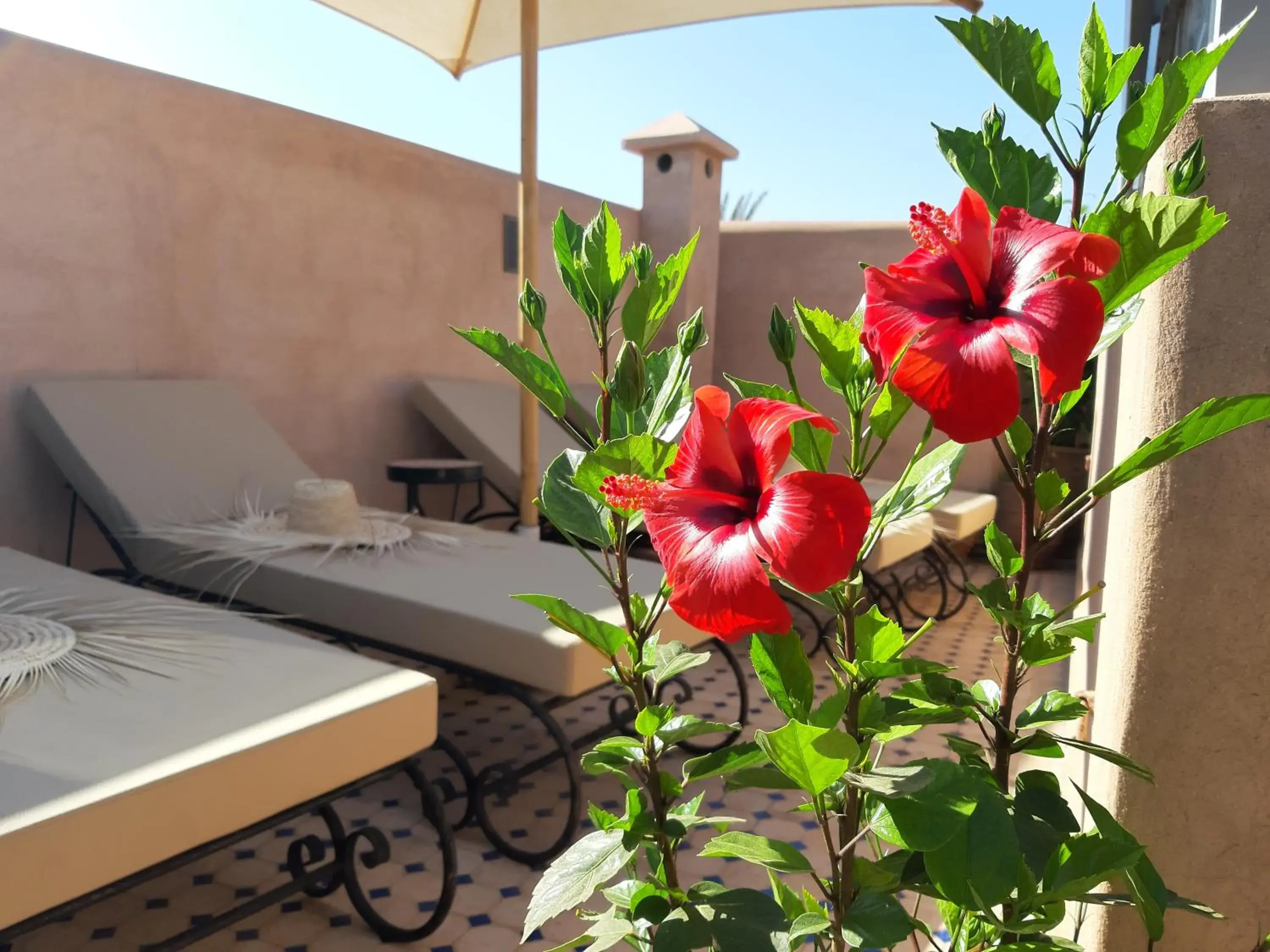 Balcony/Terrace, Bed in Riad Miral Balcony/Terrace, Bed in Riad Miral