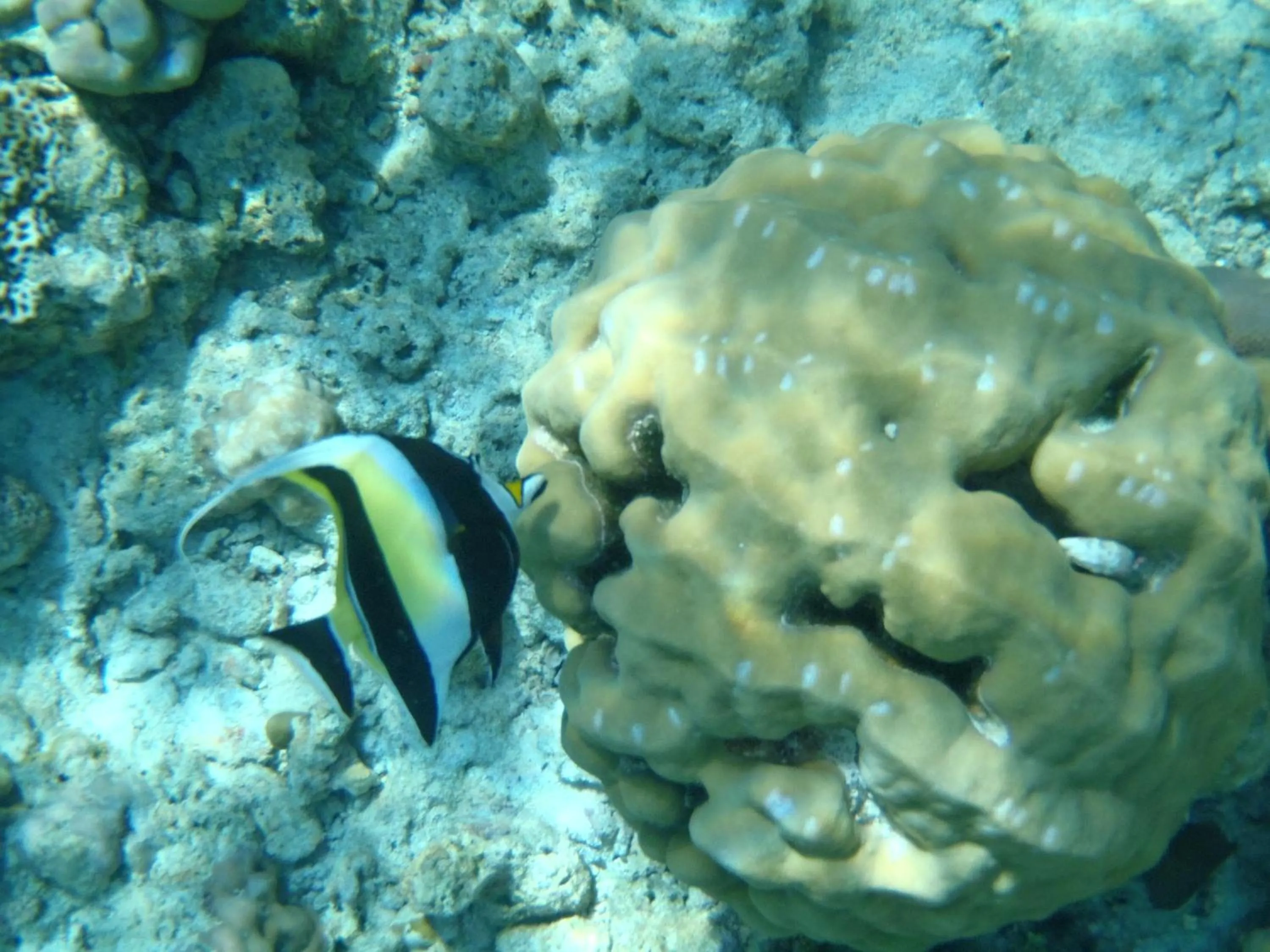 Snorkeling in Bali Dream House