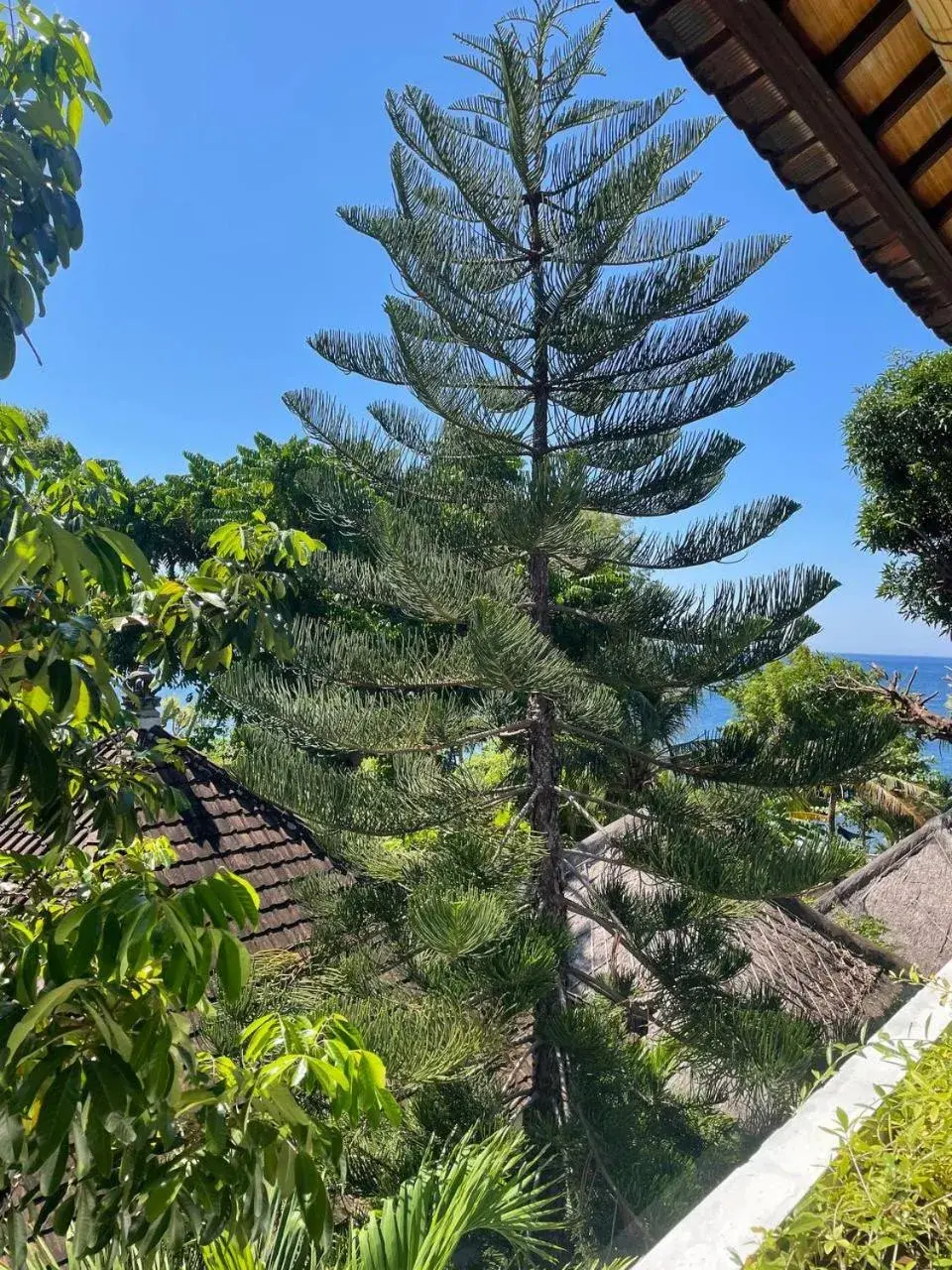 Garden view in Bali Dream House Garden view in Bali Dream House