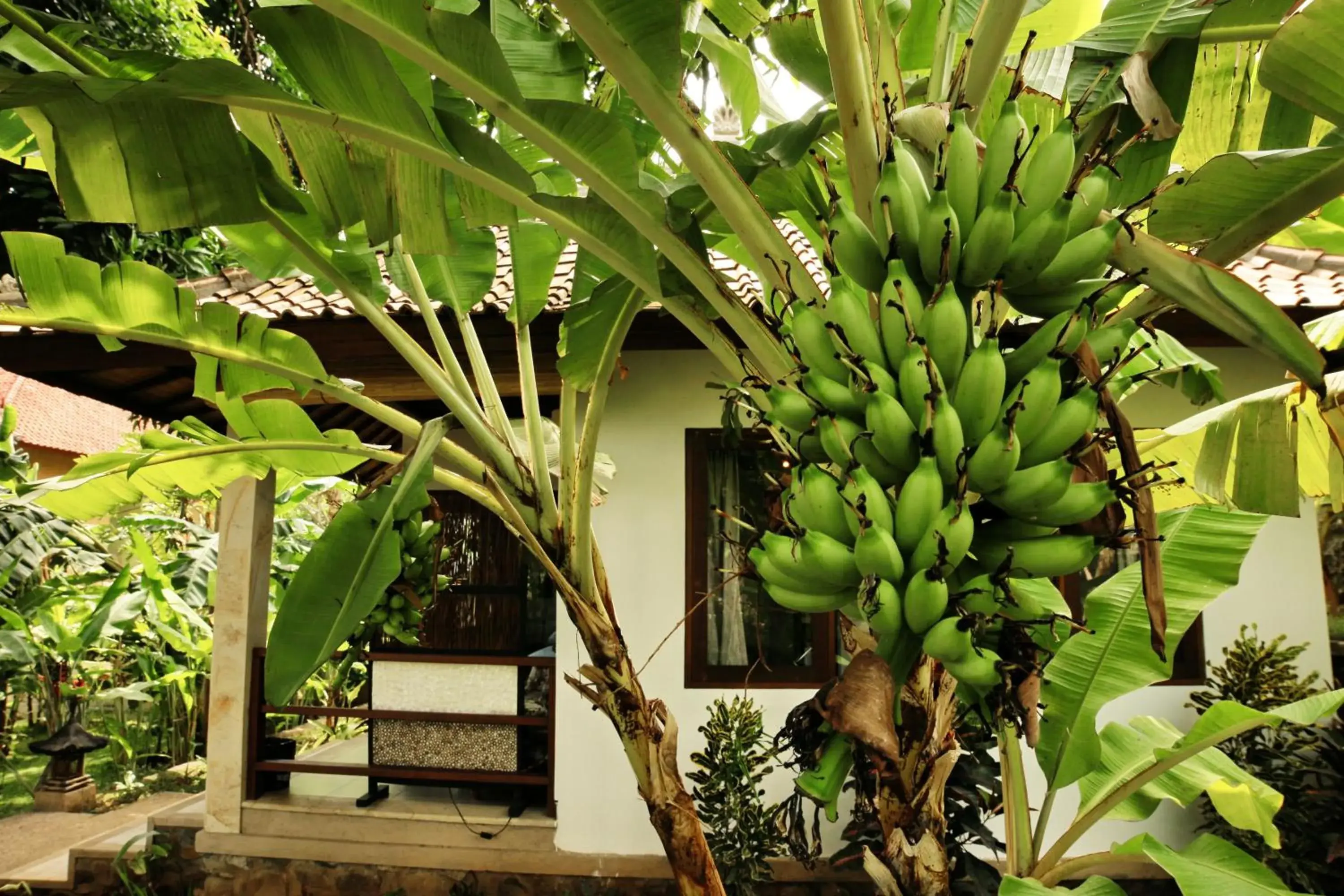 One-Bedroom Villa with Garden View in Bali Dream House One-Bedroom Villa with Garden View in Bali Dream House