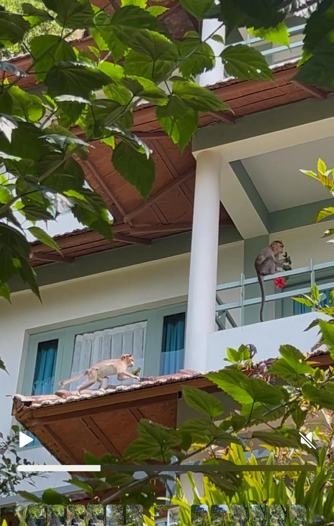 Balcony/Terrace in Blackberry Hills Munnar Nature Resort & Spa