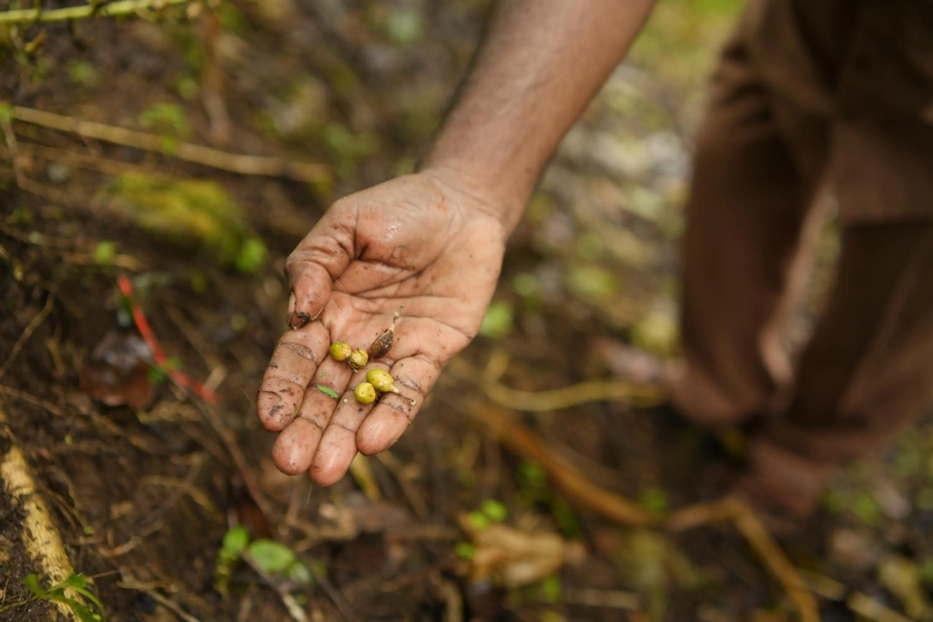 Activities in Blackberry Hills Munnar Nature Resort & Spa