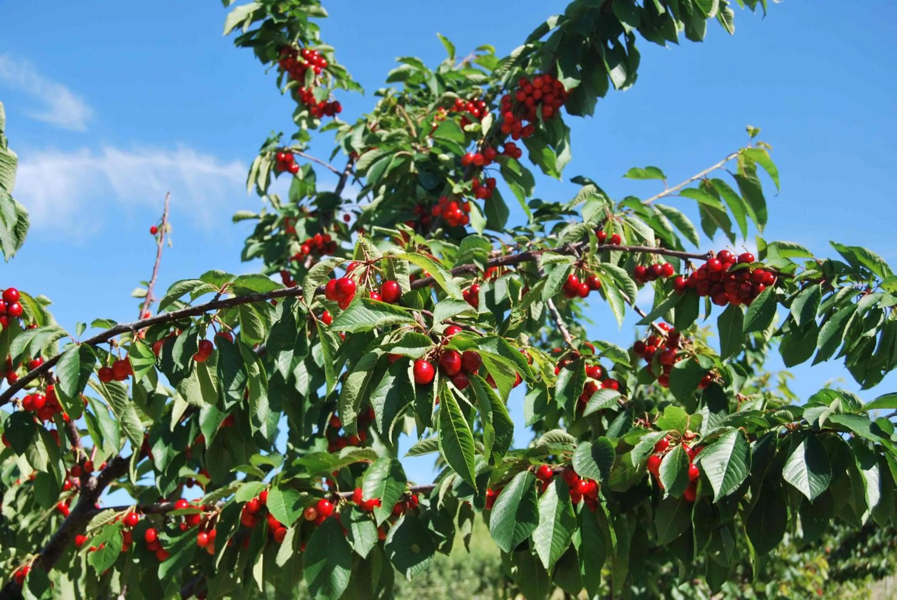 Area and facilities in Cadabò