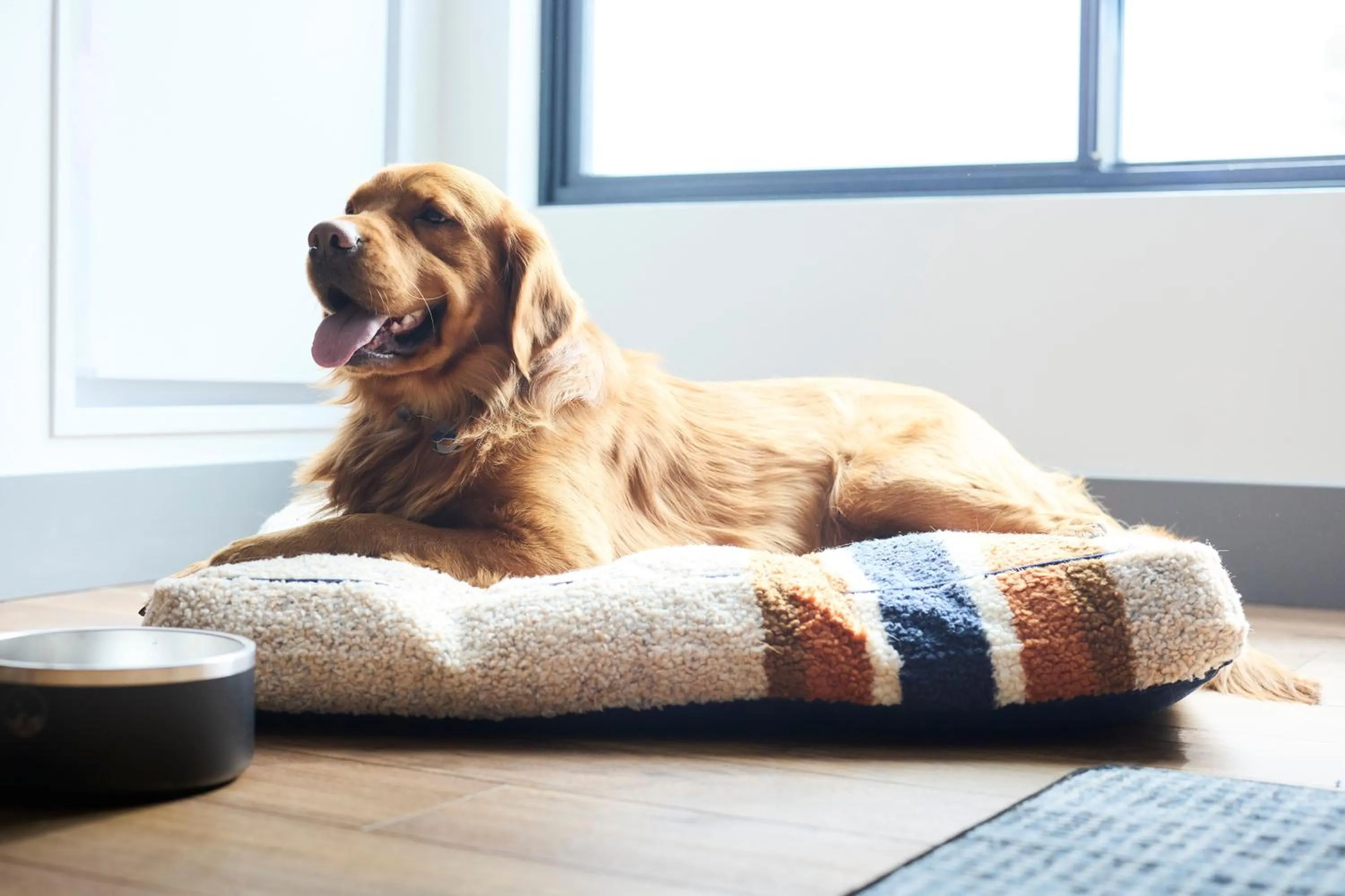 Pets in Hotel Alpenrock Breckenridge, Curio Collection by Hilton