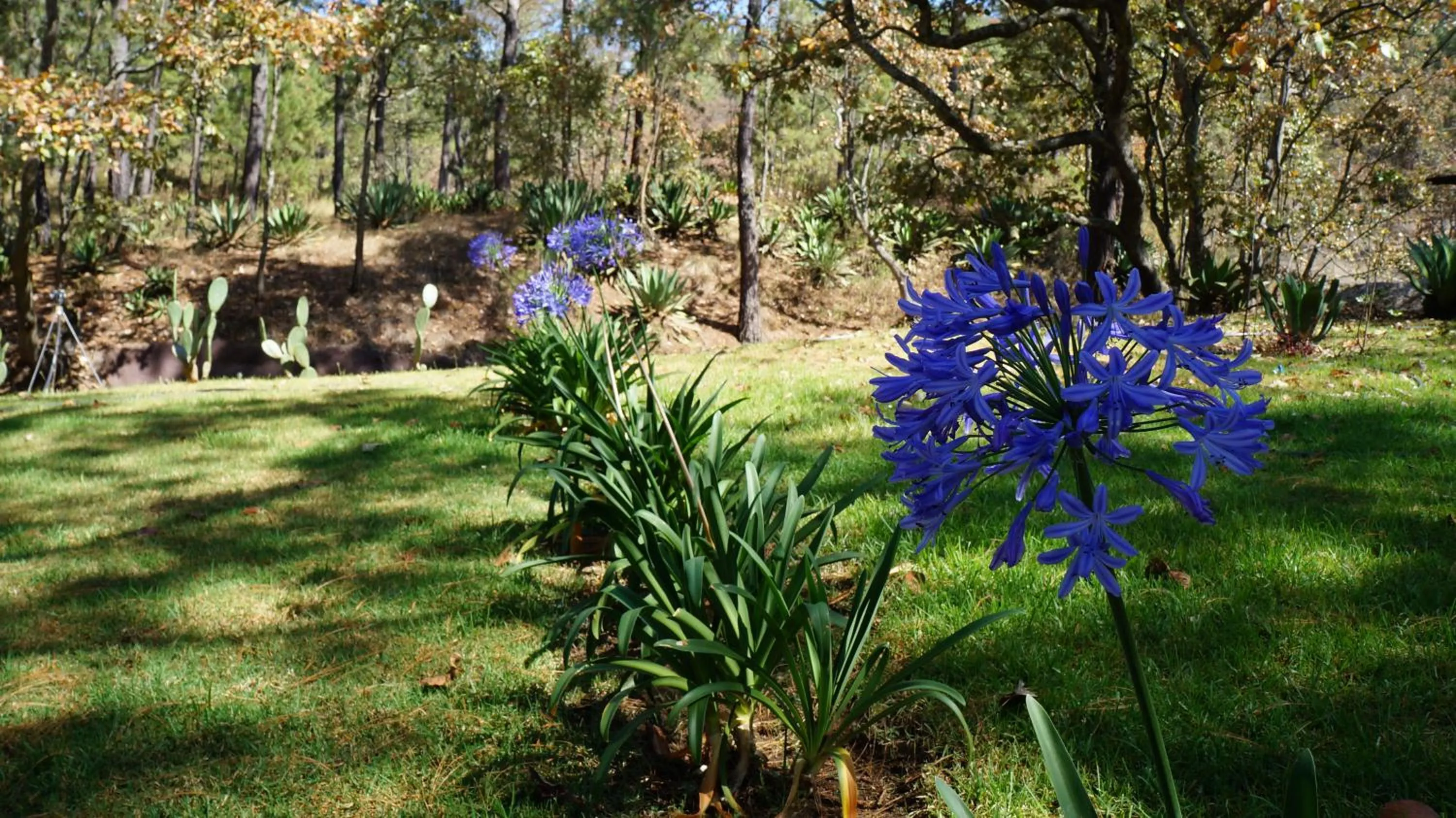 Property building in Rincón del Bosque