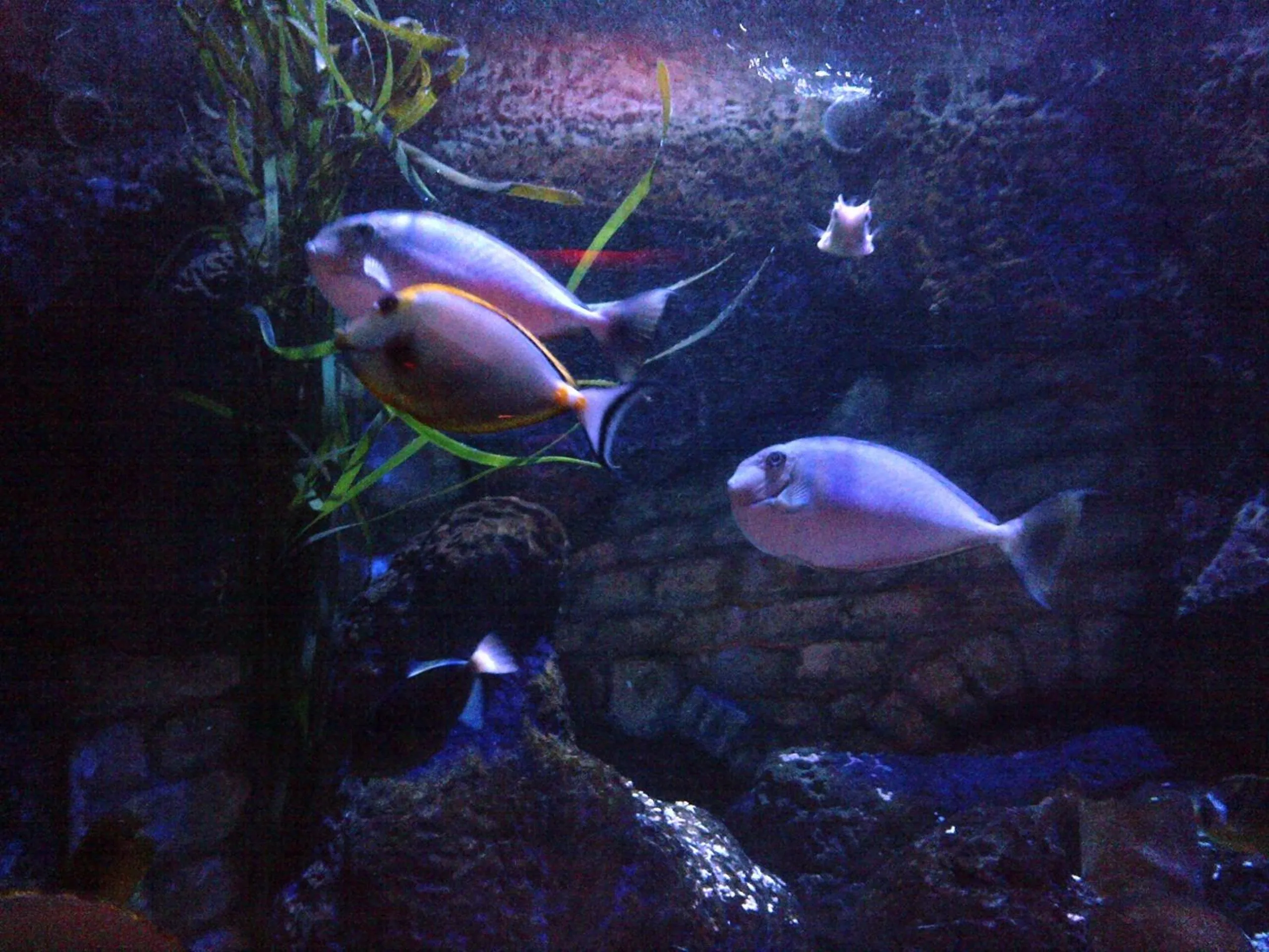 Other in The Waldorf - Near Pleasure Beach & Sandcastle