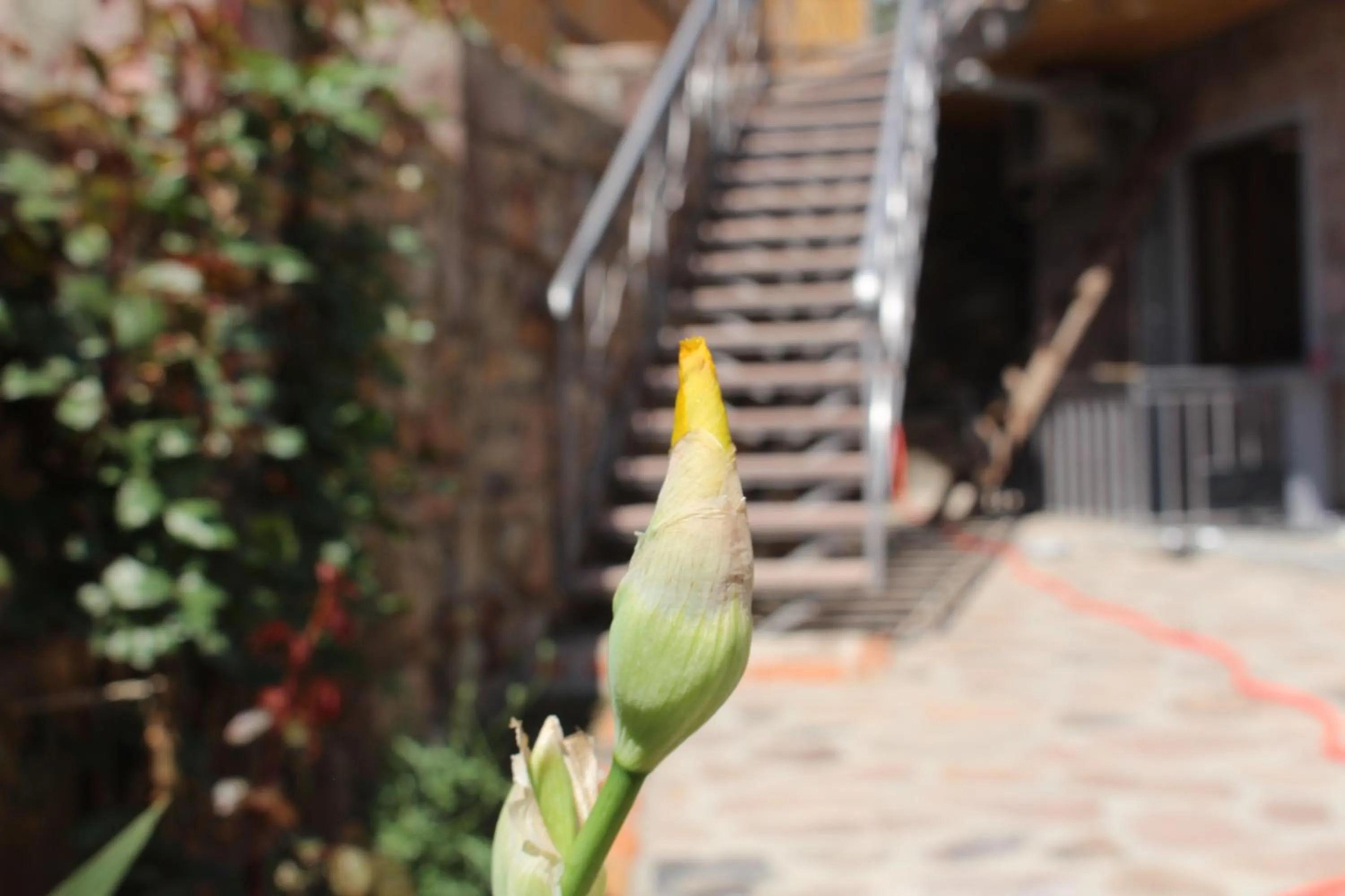 Garden view in Hotel Rabati