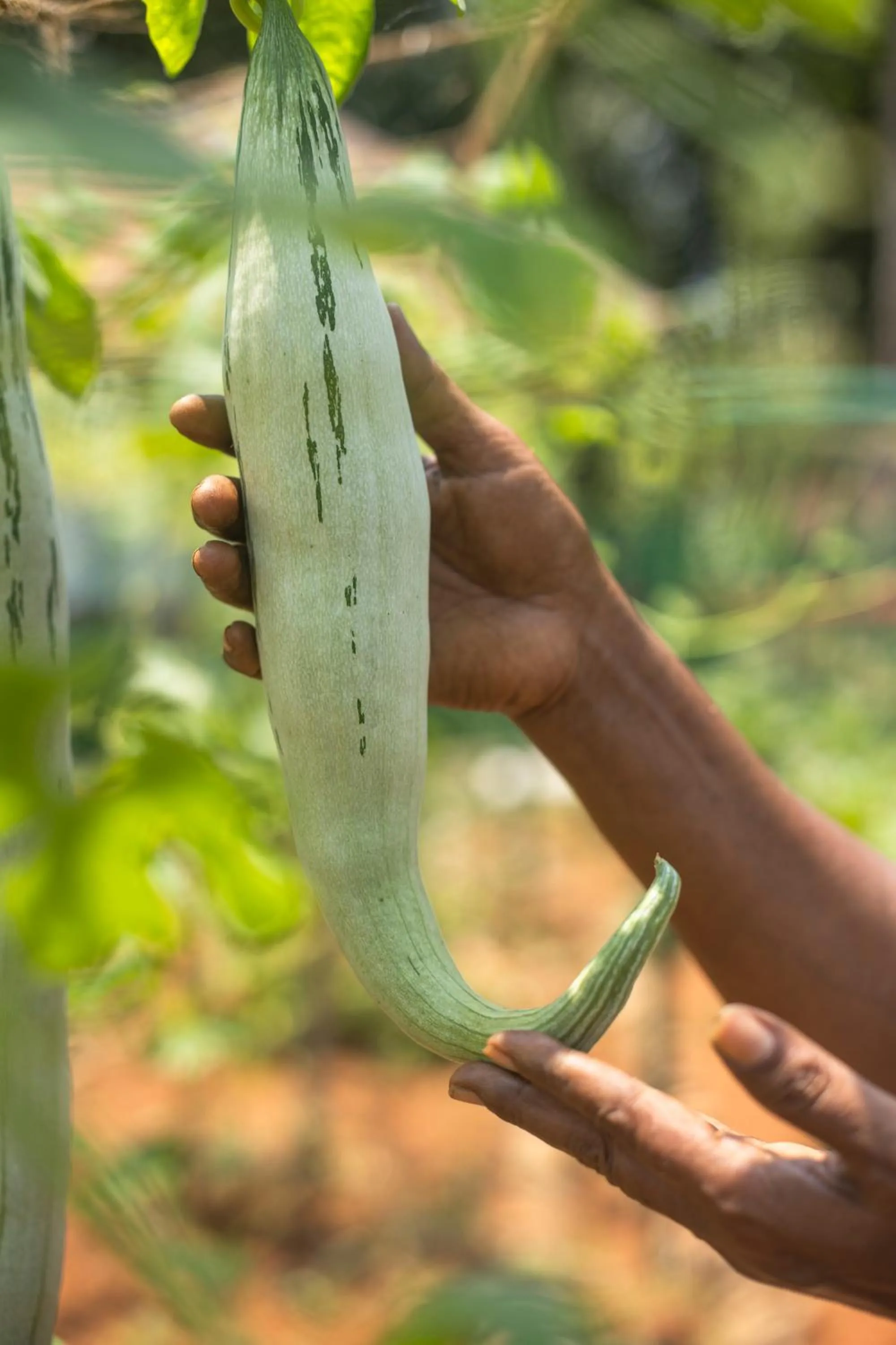 Garden in Coconut Lagoon Kumarakom - A CGH Earth Experience