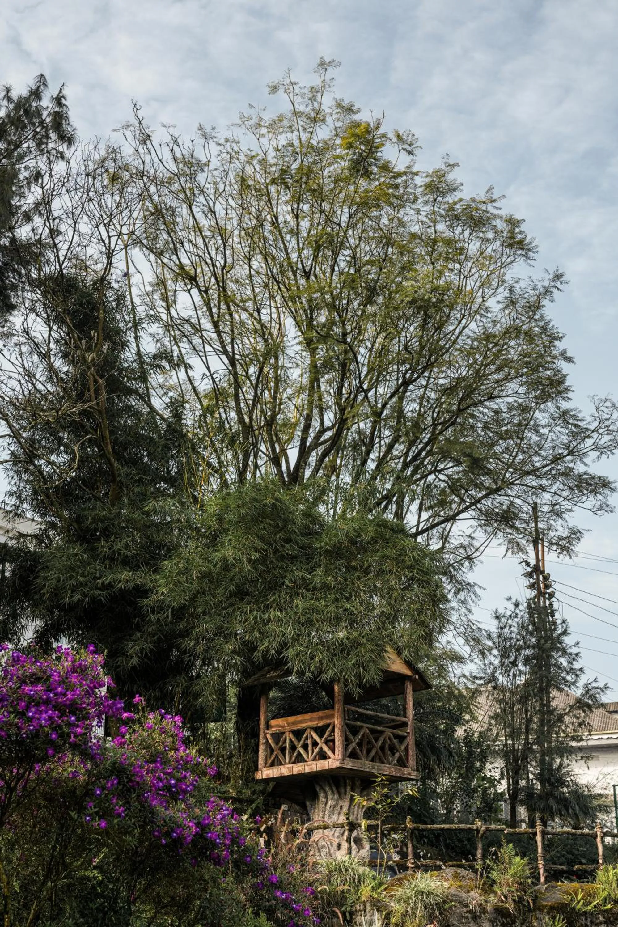 Spring in Eastend Munnar