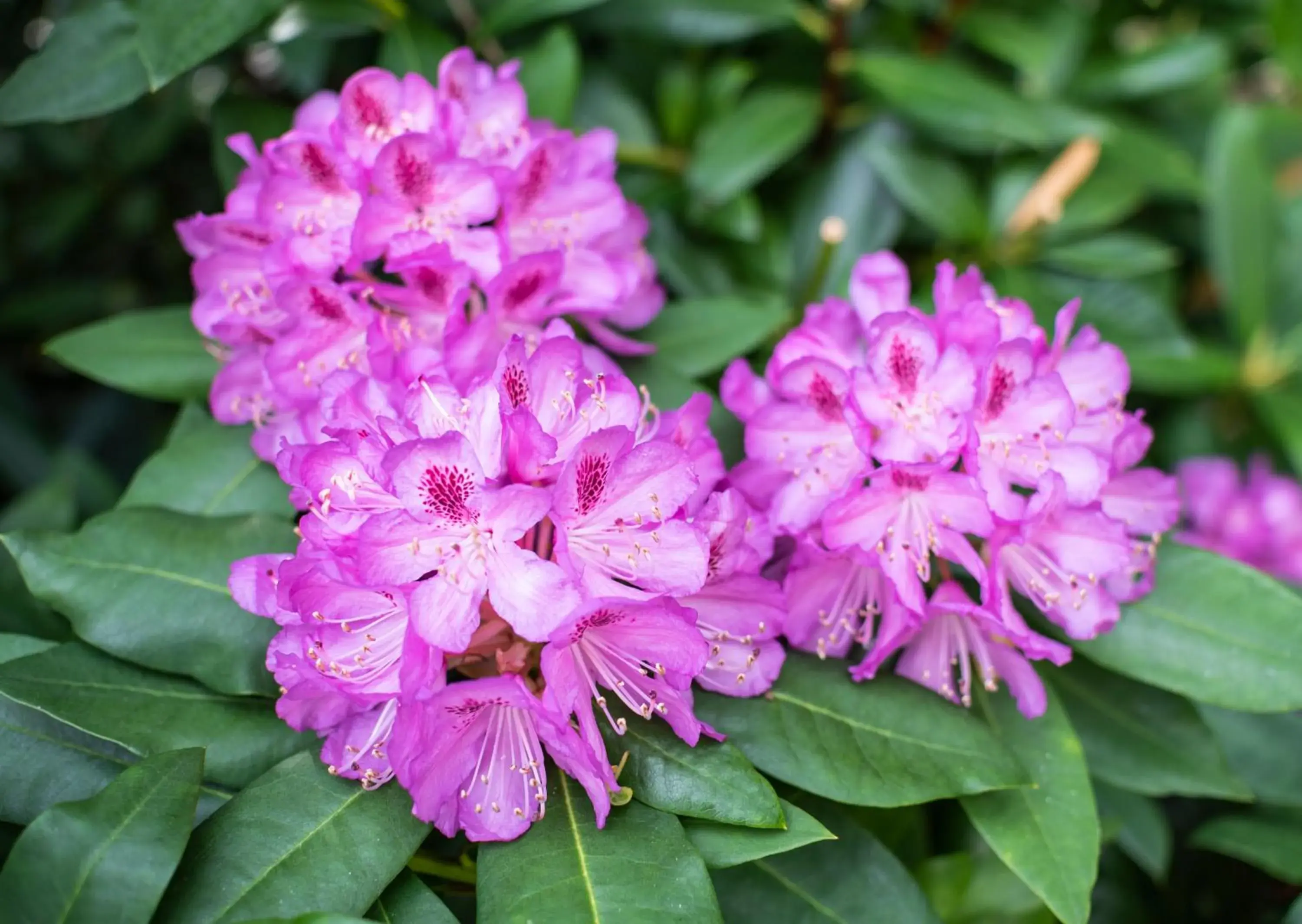 Garden view in Statham Lodge Hotel Garden view in Statham Lodge Hotel