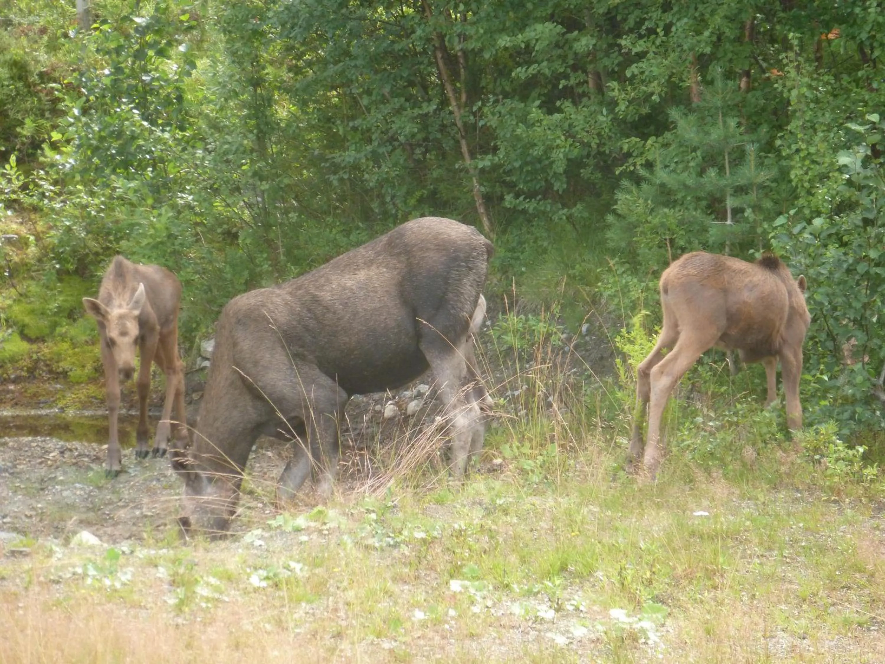 Animals in Gjesteheim Havdal