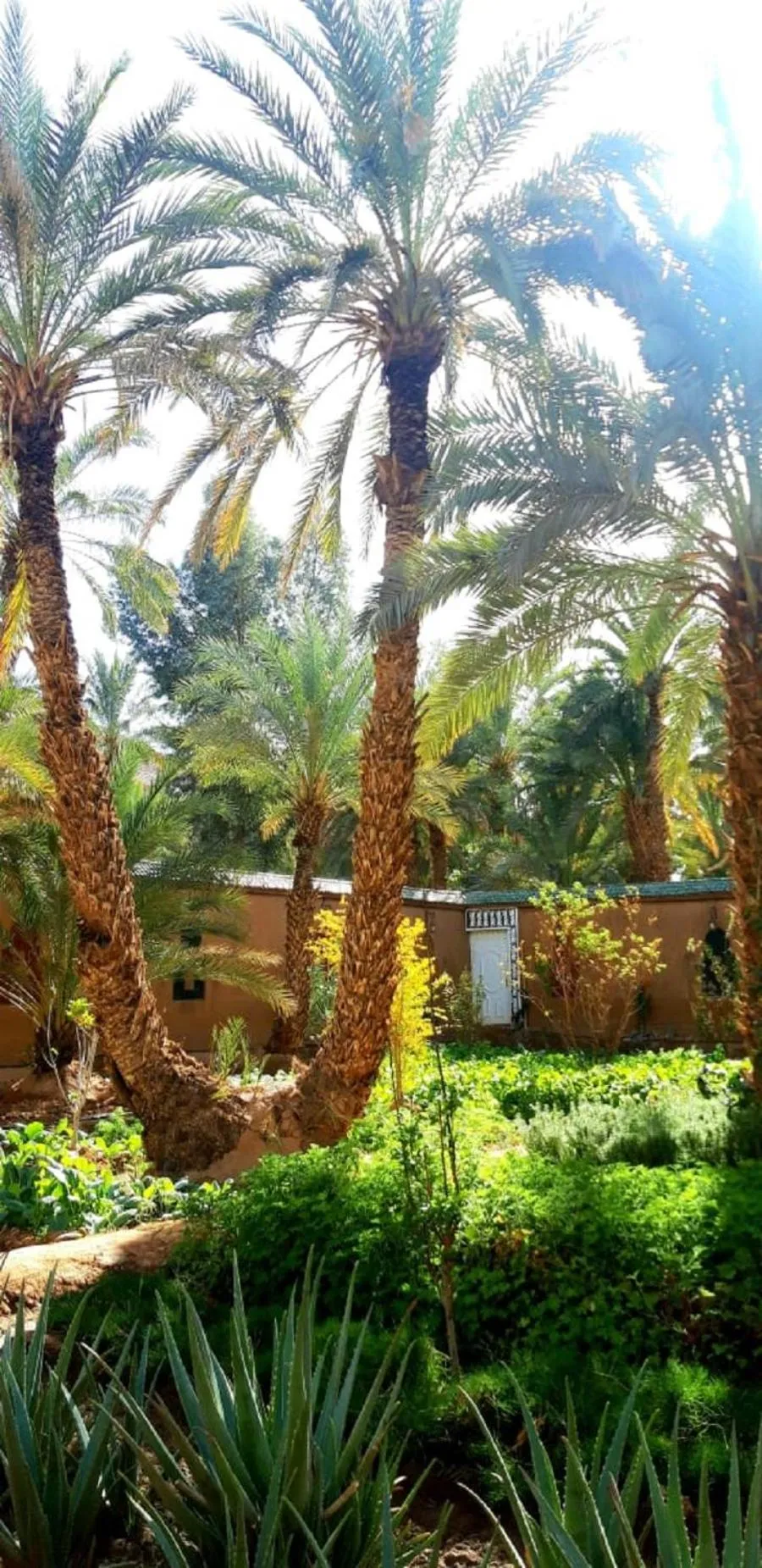 Garden in Riad Dar Sofian