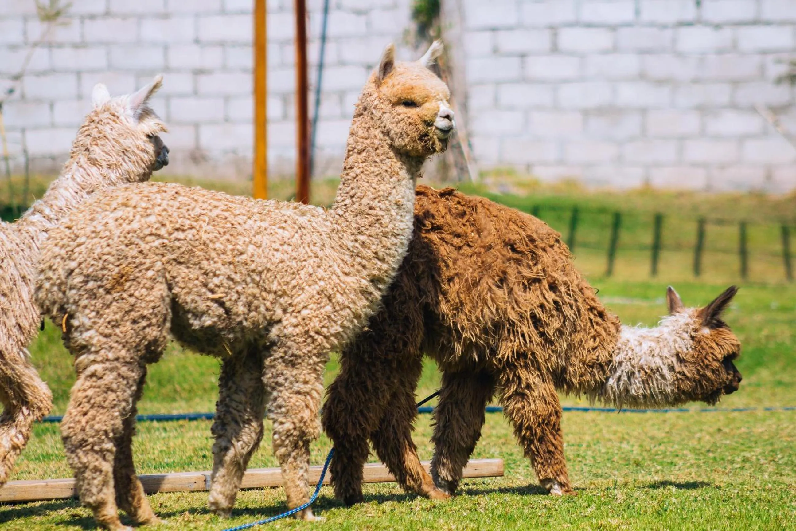 Off site in Hacienda del Valle Sagrado