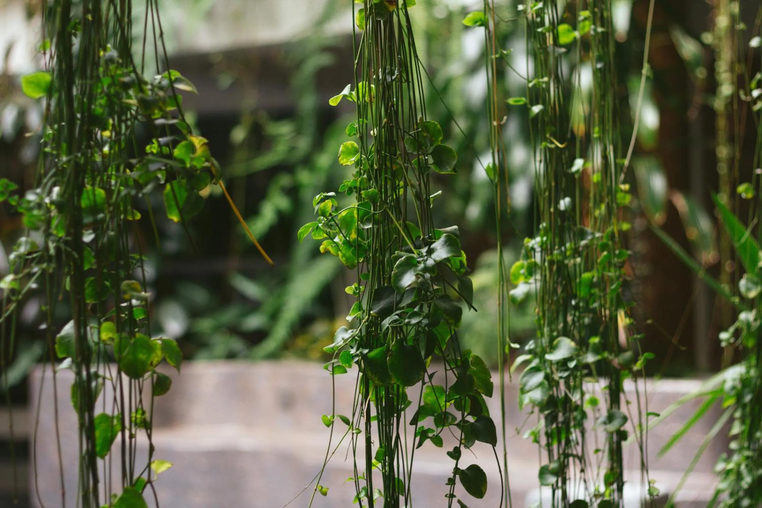Garden in Hacienda del Valle Sagrado