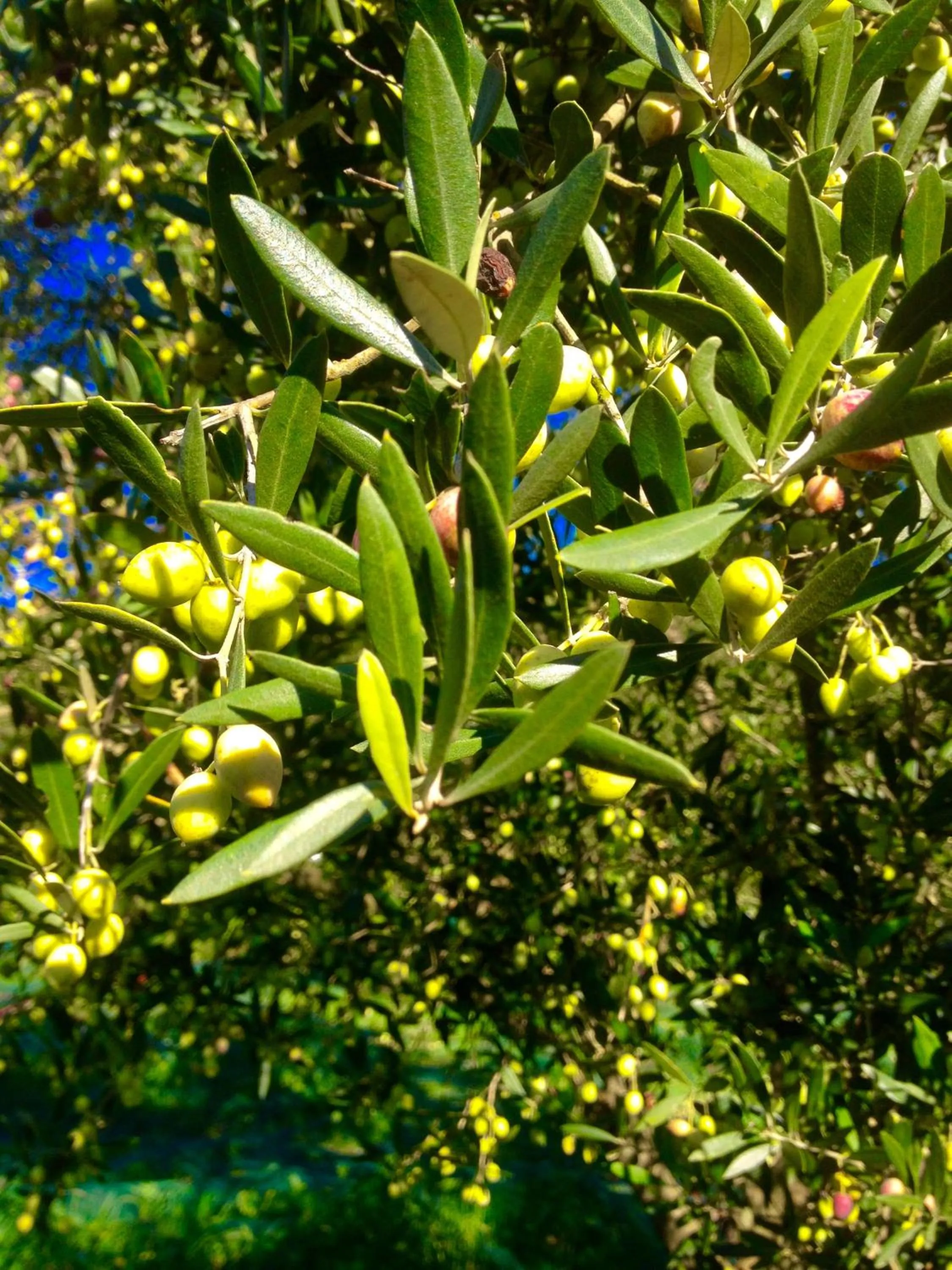 Natural landscape in IONIAN SUITES by Bruskos