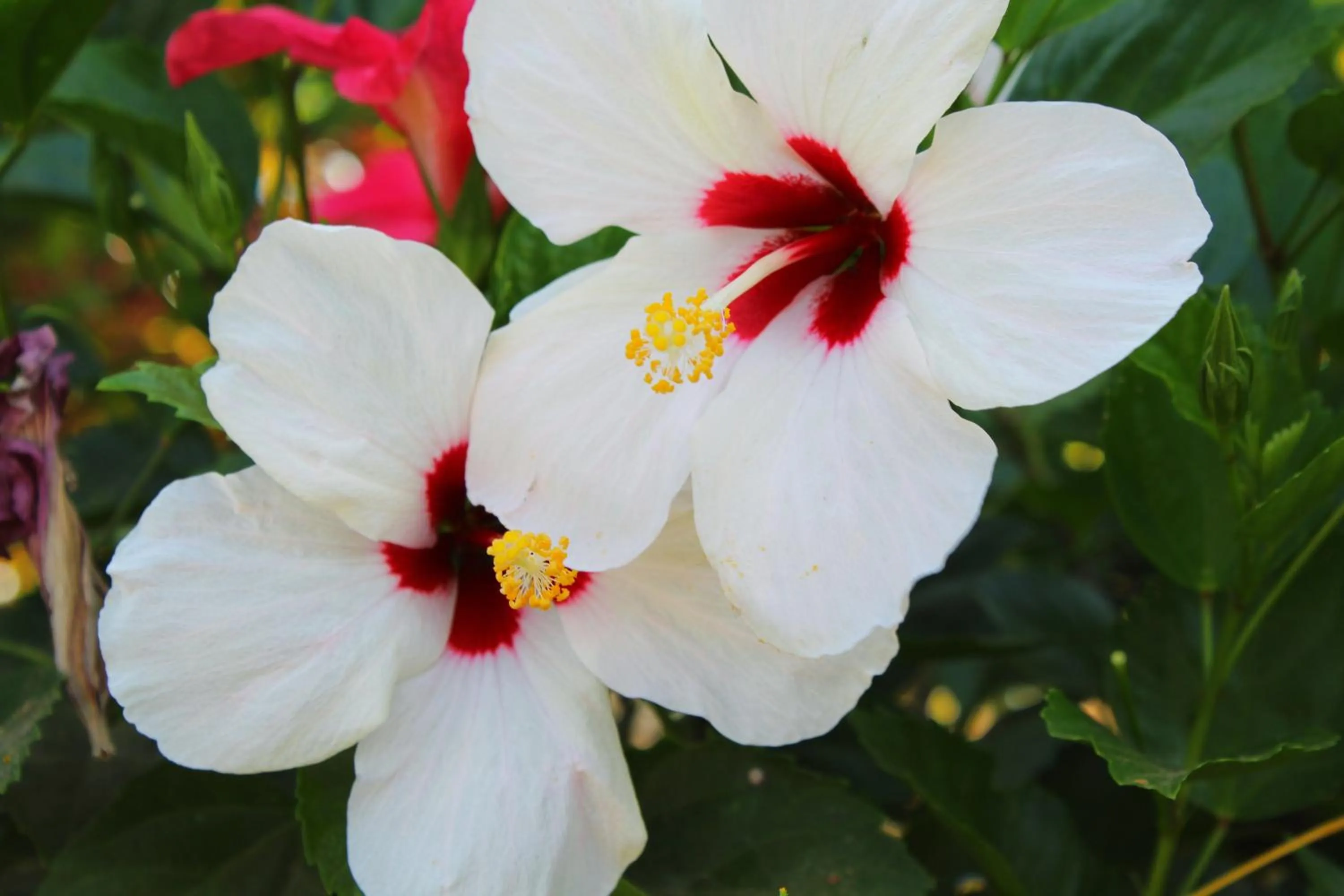 Suite Rivas 126 Gran Pacifica Resort