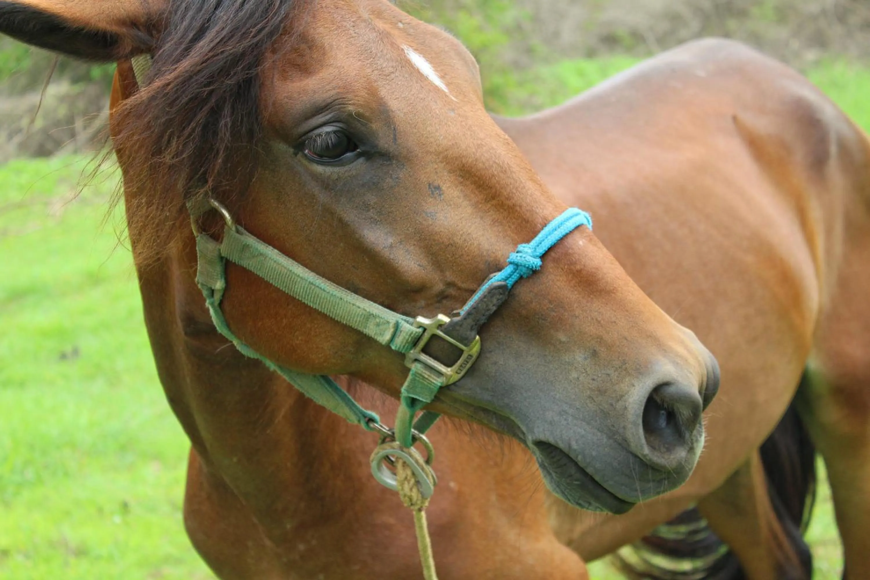 Horse-riding in Suite Rivas 126 Gran Pacifica Resort