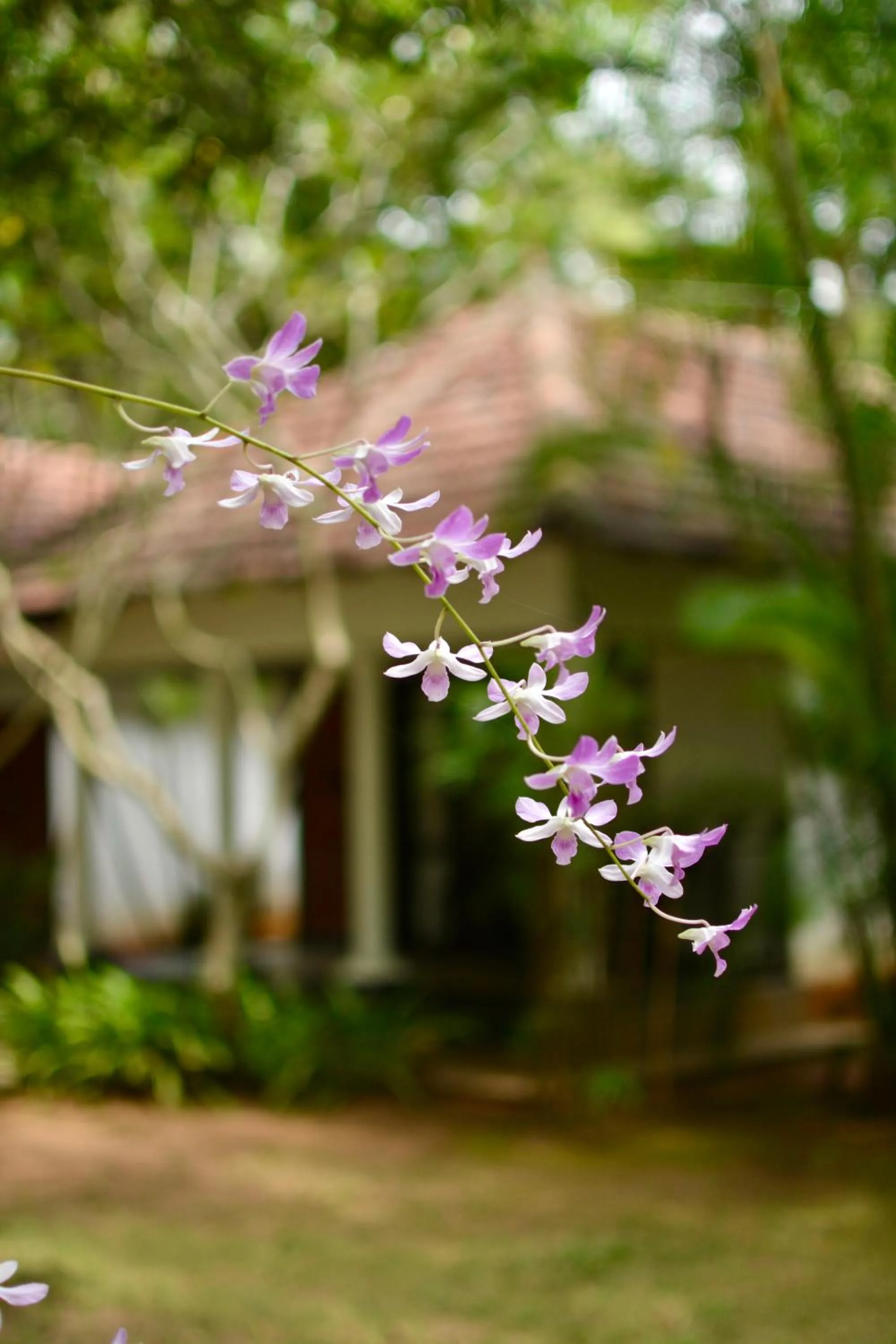 Seclude Kerala, Marari Sands