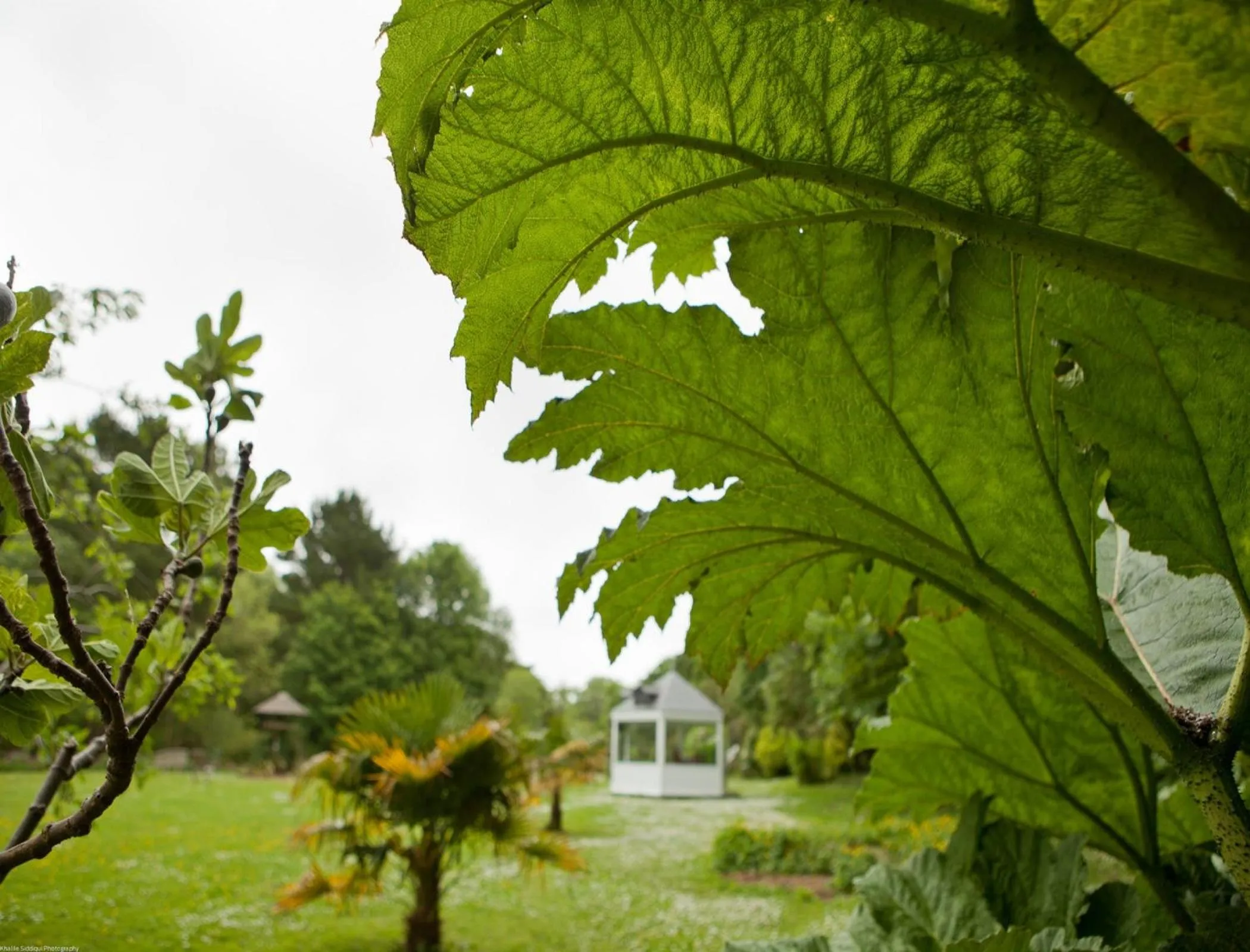 Garden in Rose in Vale Country House Hotel