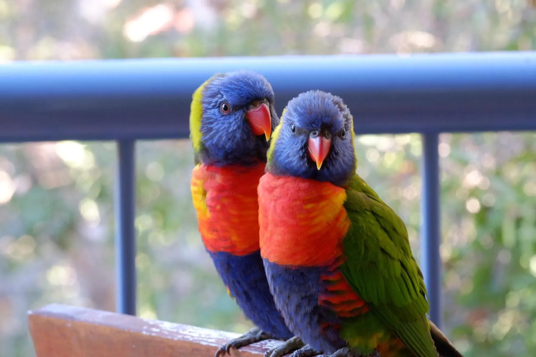 Animals in Sanctuary Lake Apartments