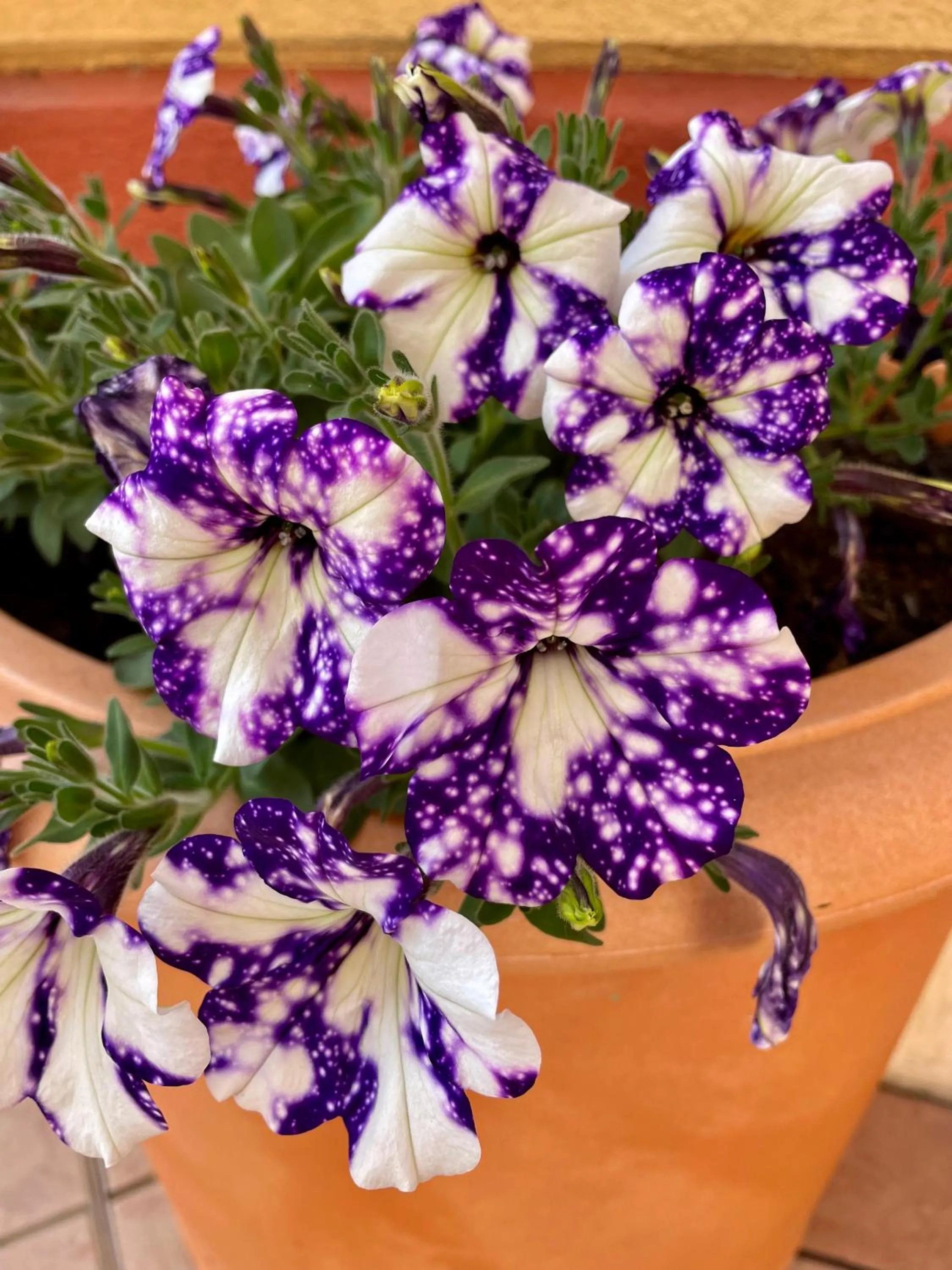 Ferretti Residence Garda Palace