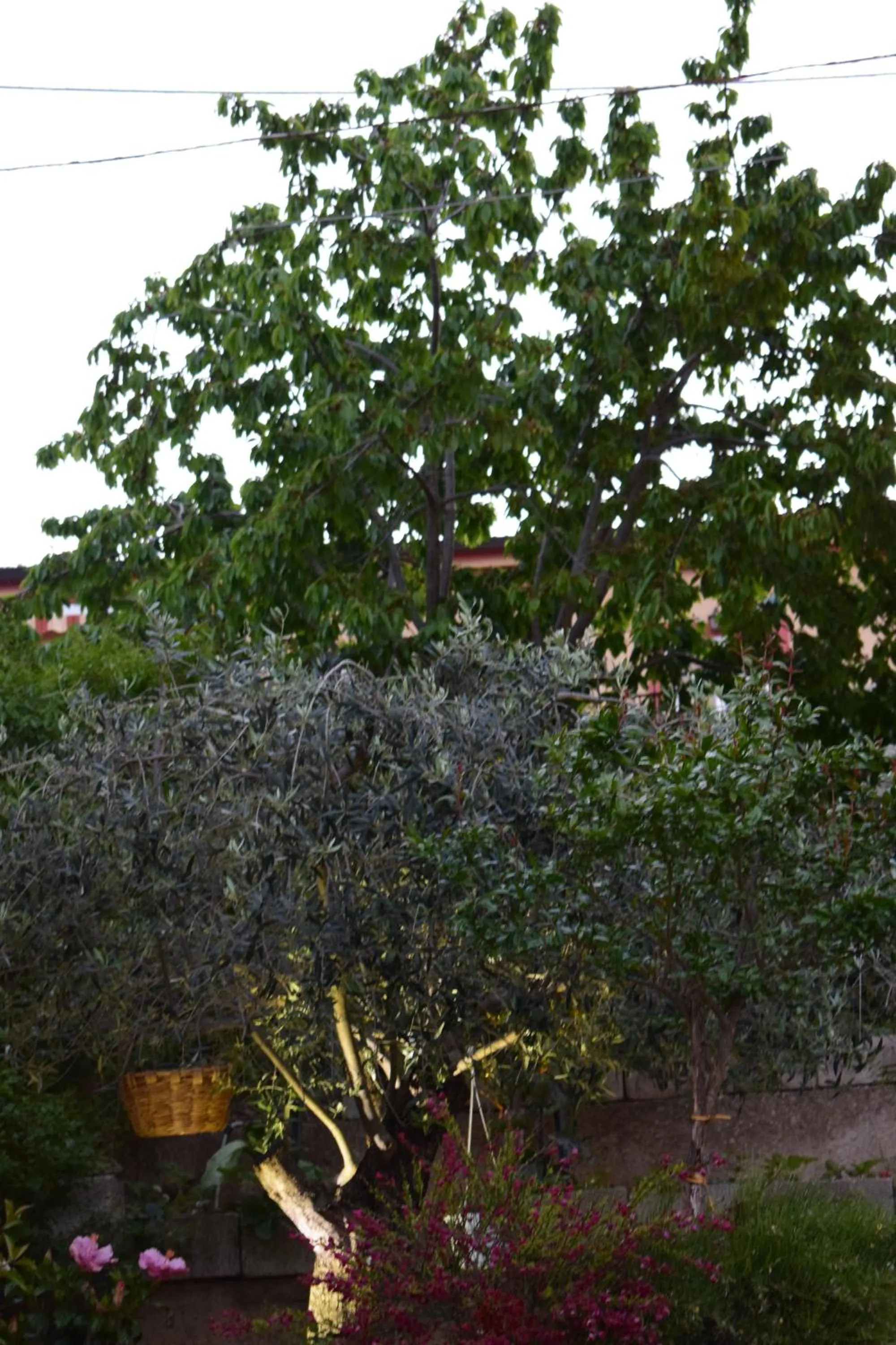 Garden in La Vecchia Taverna B&B