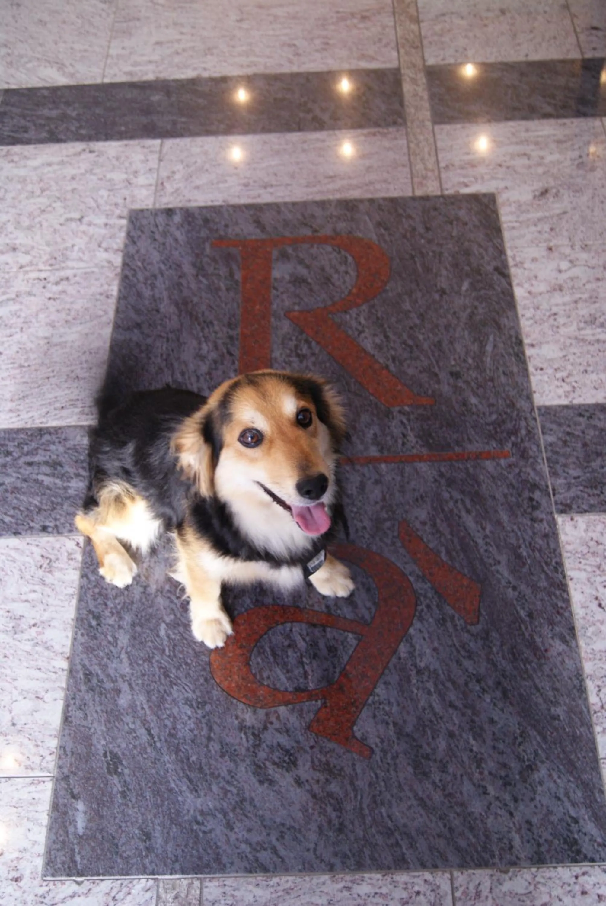 Pets in Residence Aprilia