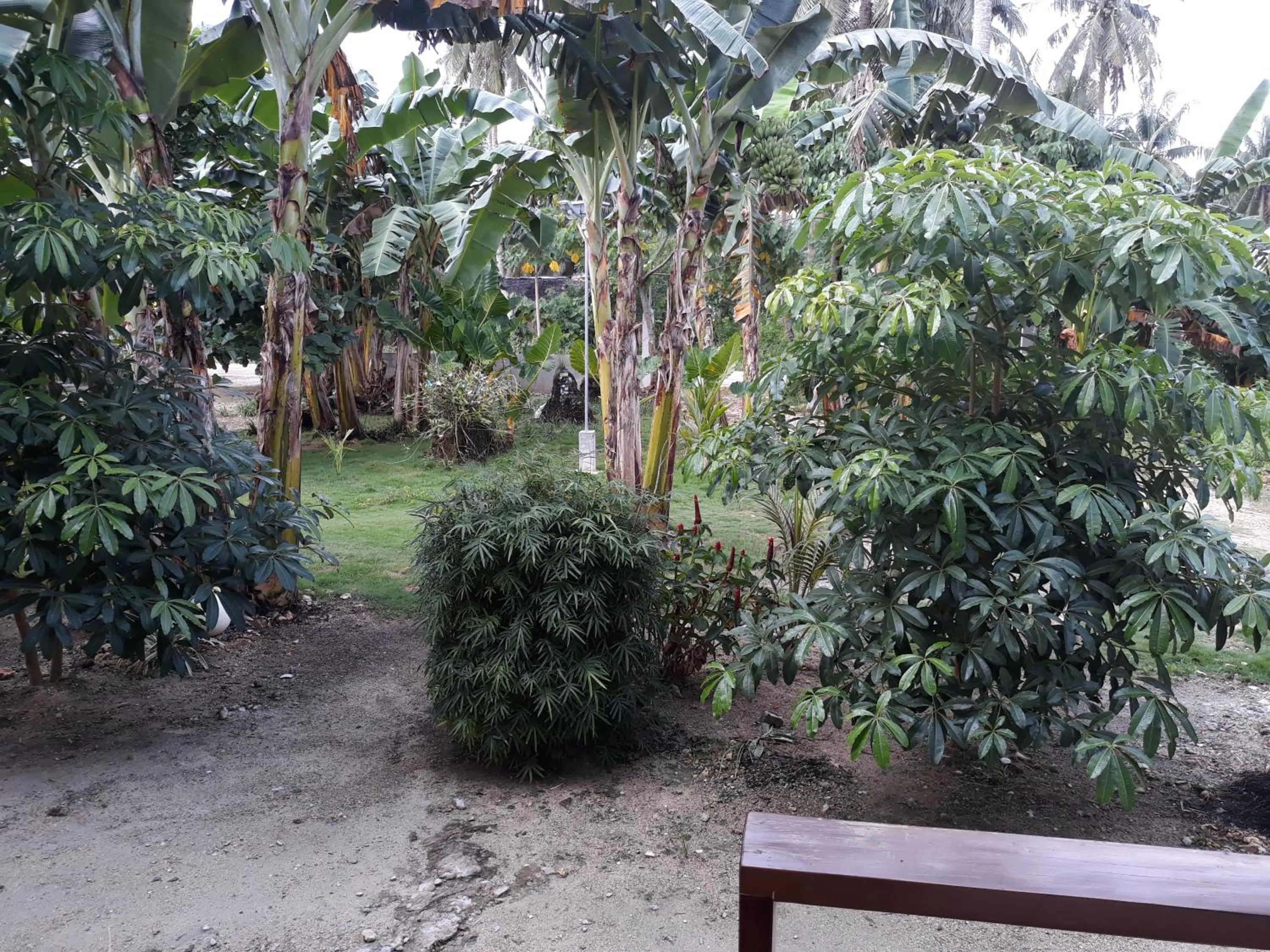 Garden in Gardenview Homestay Siargao