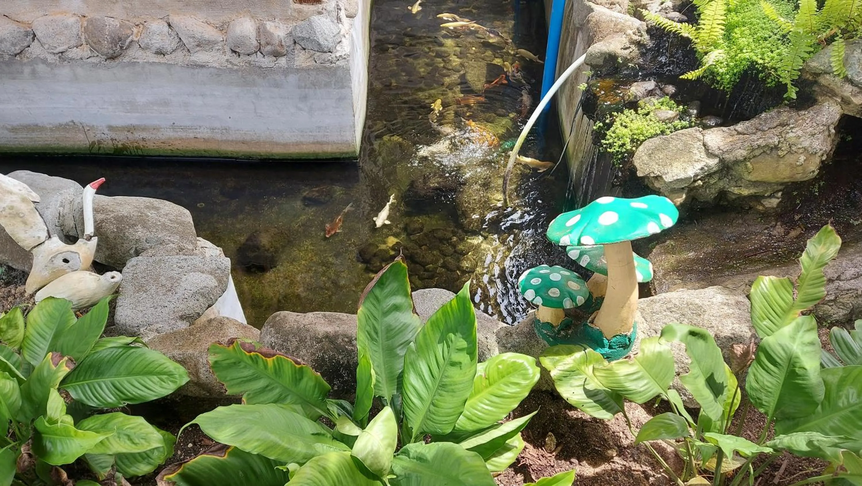 Garden in Gardenview Homestay Siargao