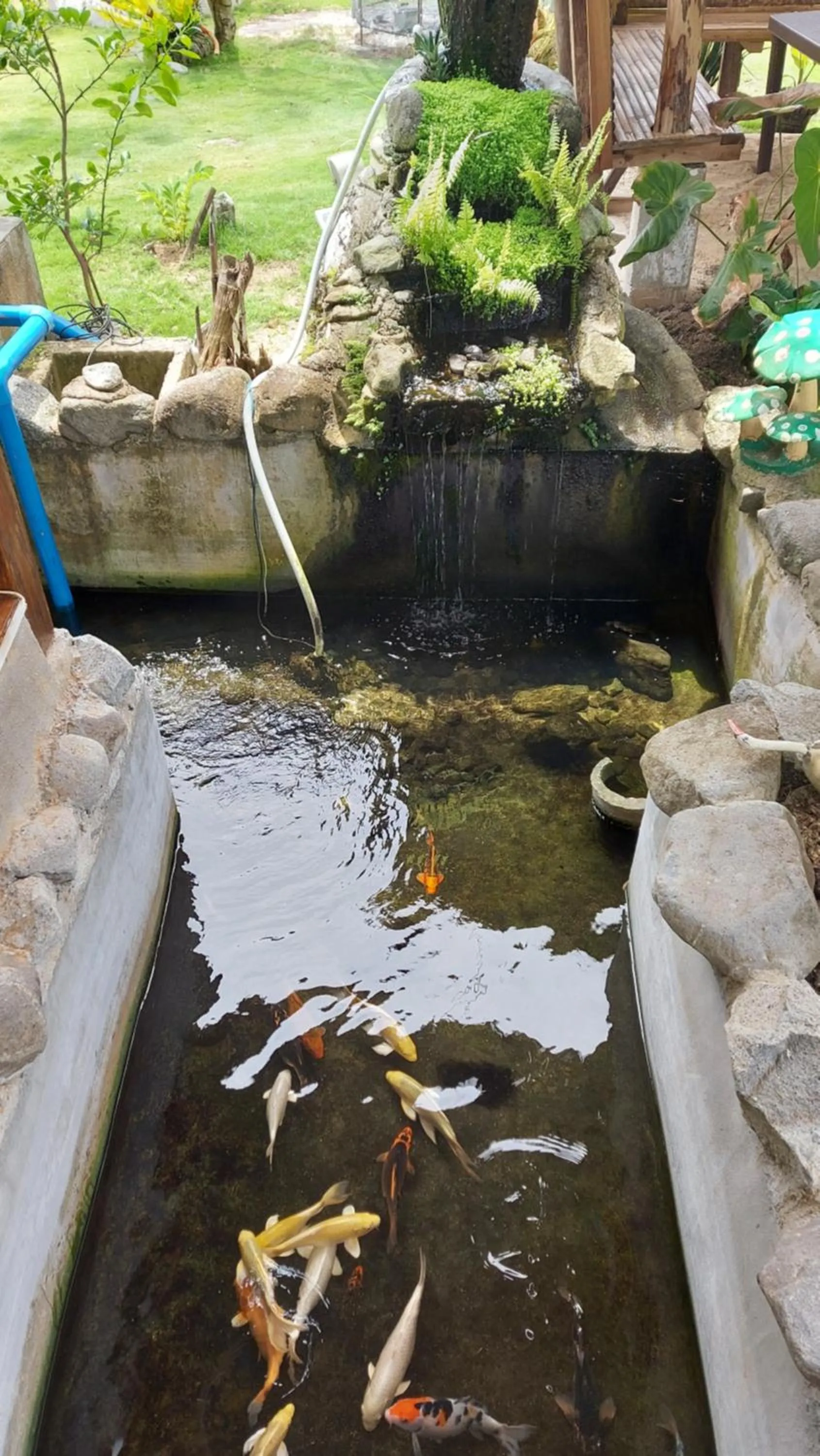 Animals in Gardenview Homestay Siargao