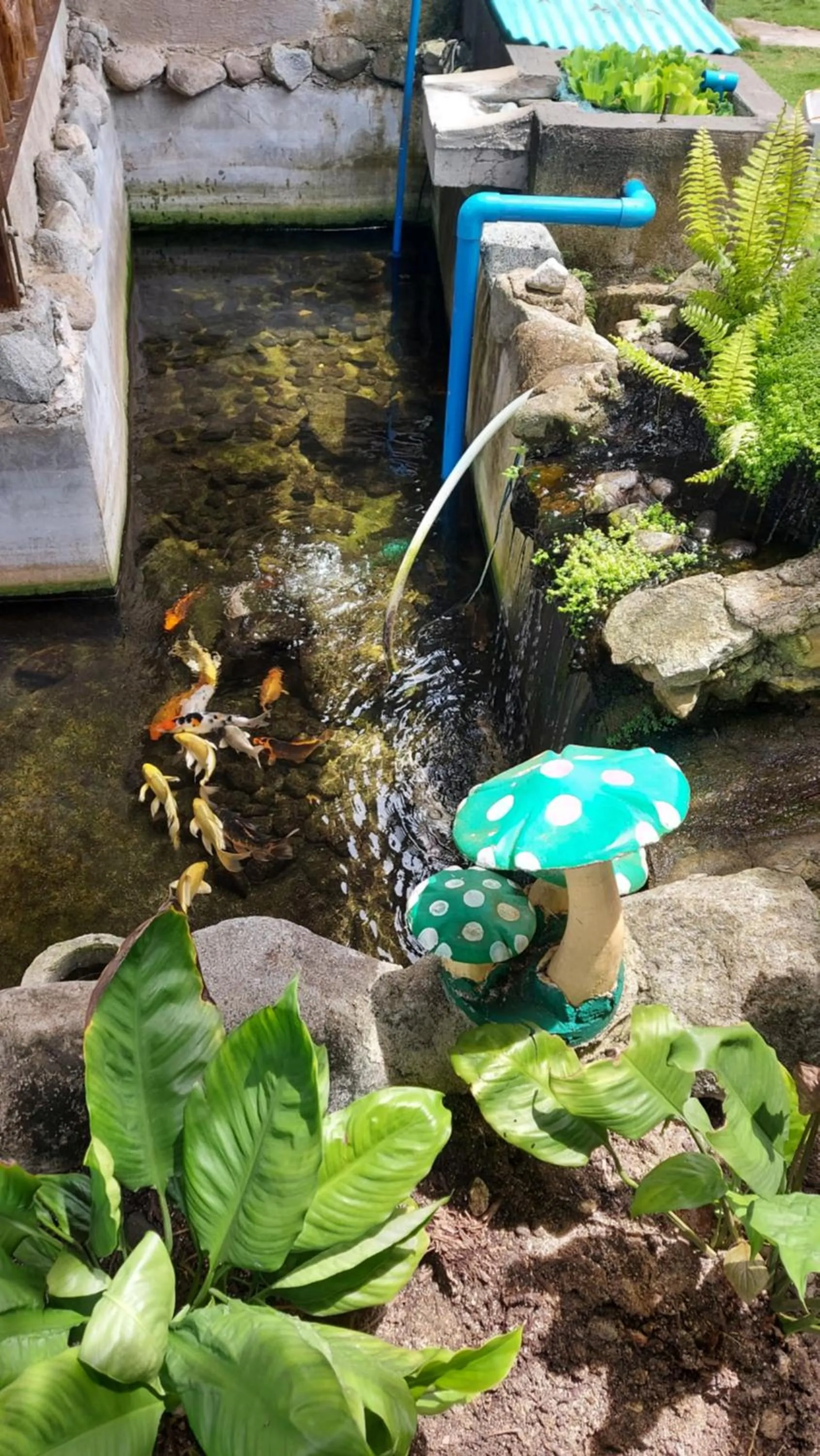 Garden in Gardenview Homestay Siargao