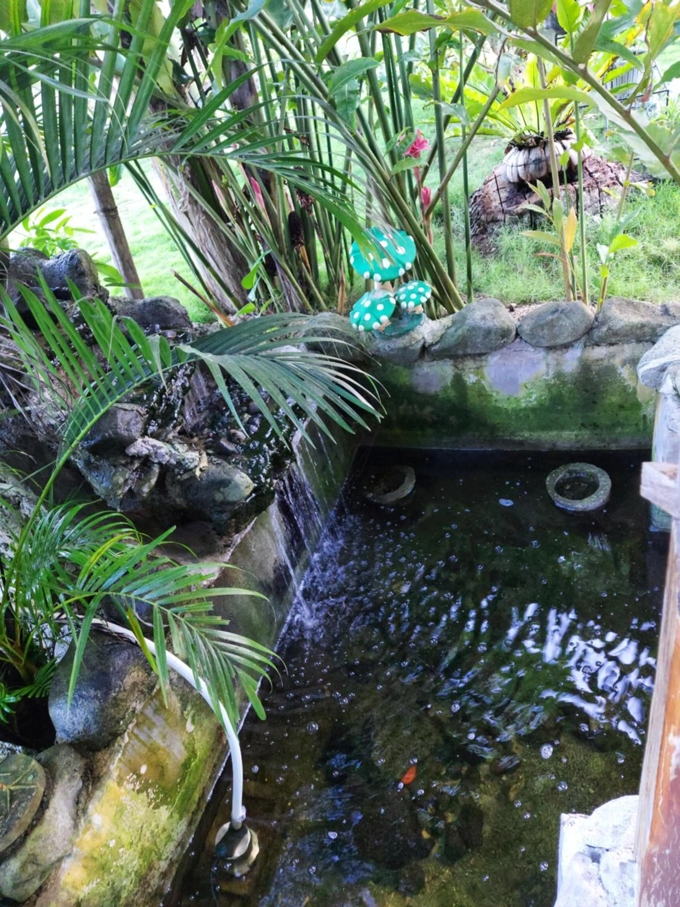 Animals in Gardenview Homestay Siargao