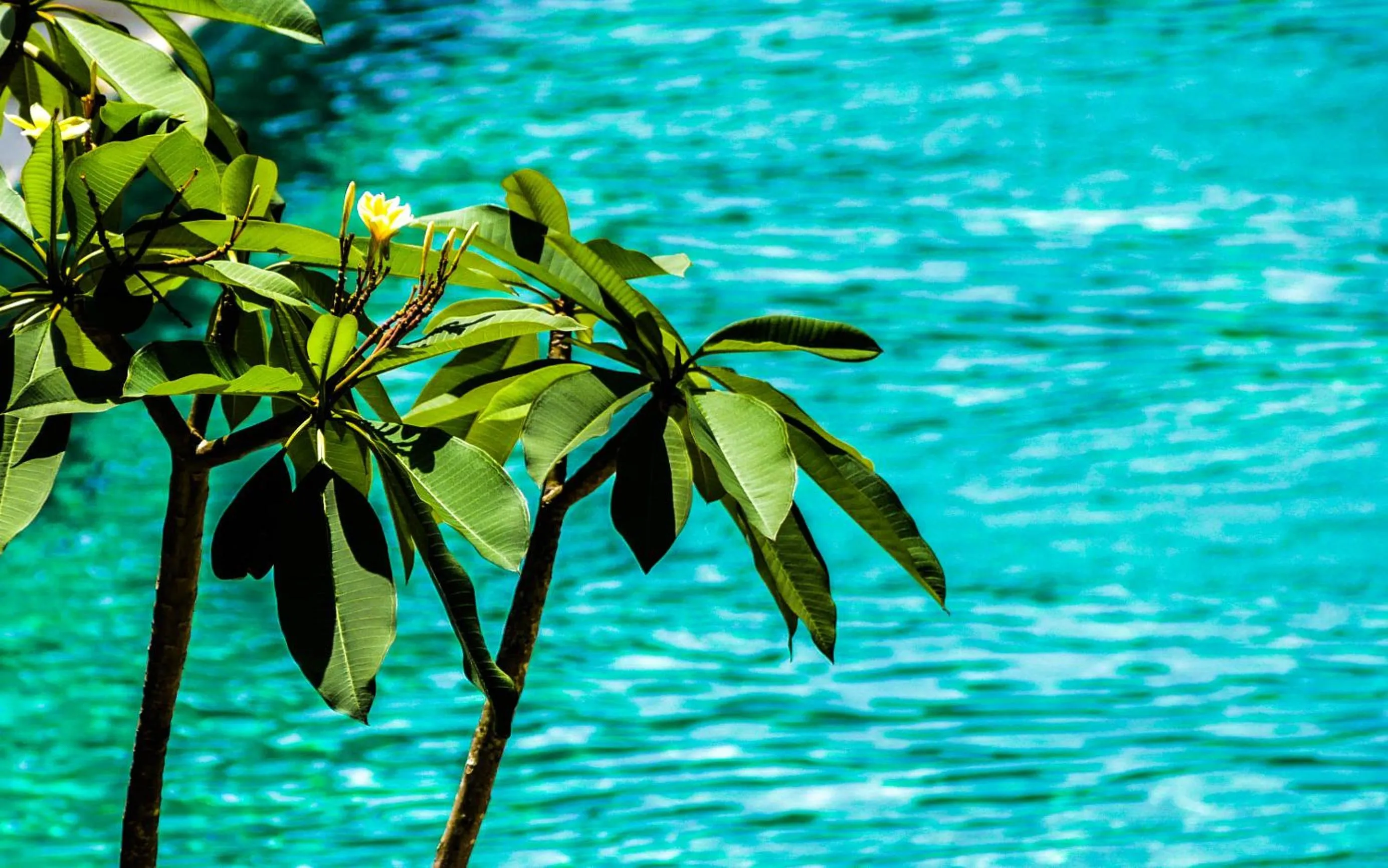 Pool view in Mango Lodge