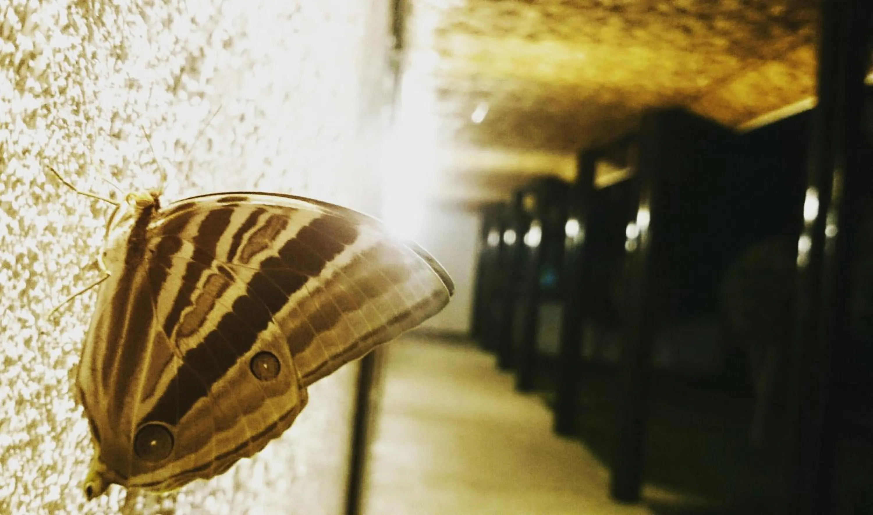 Facade/entrance in Casa de Moalboal