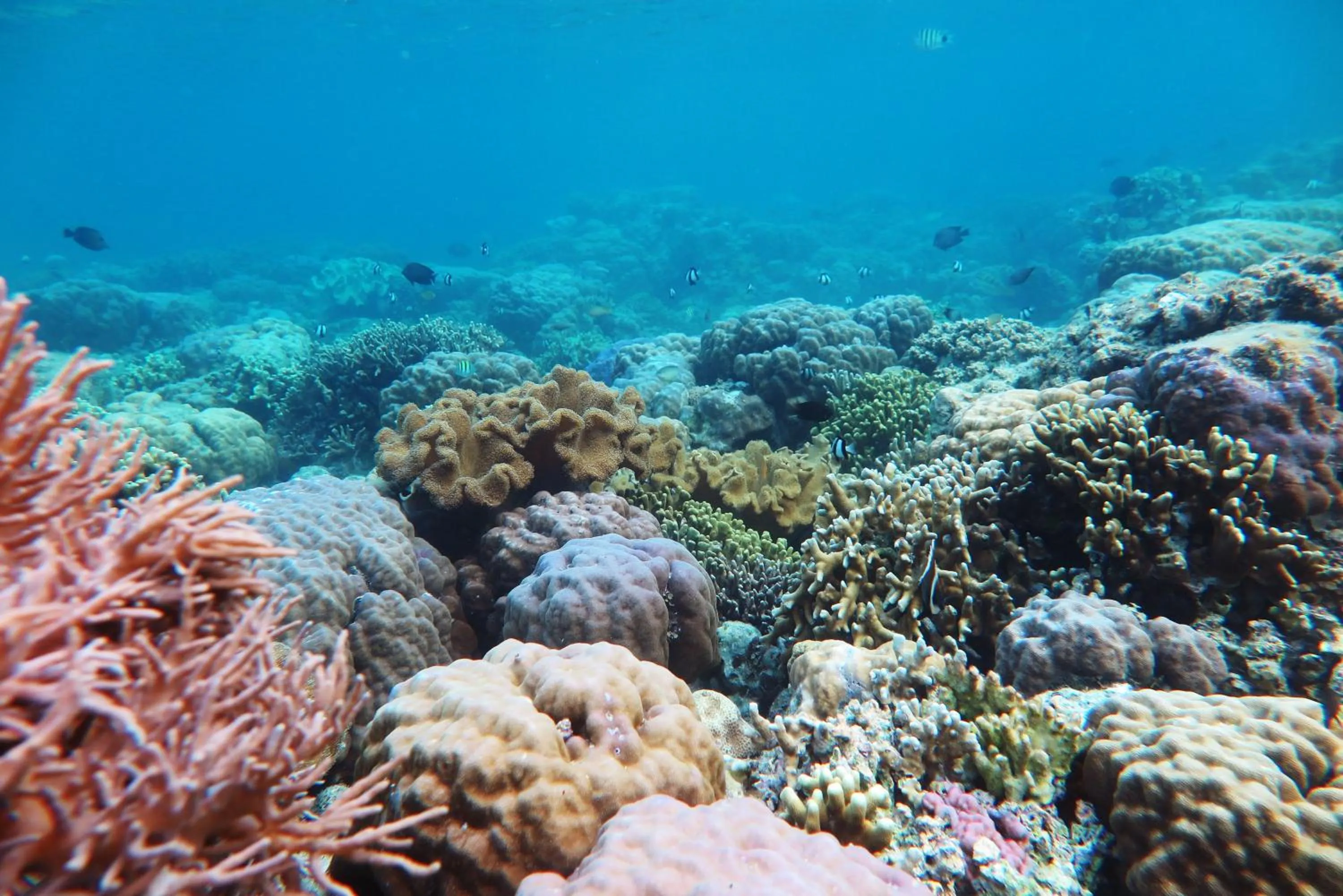 Animals in Casa de Moalboal